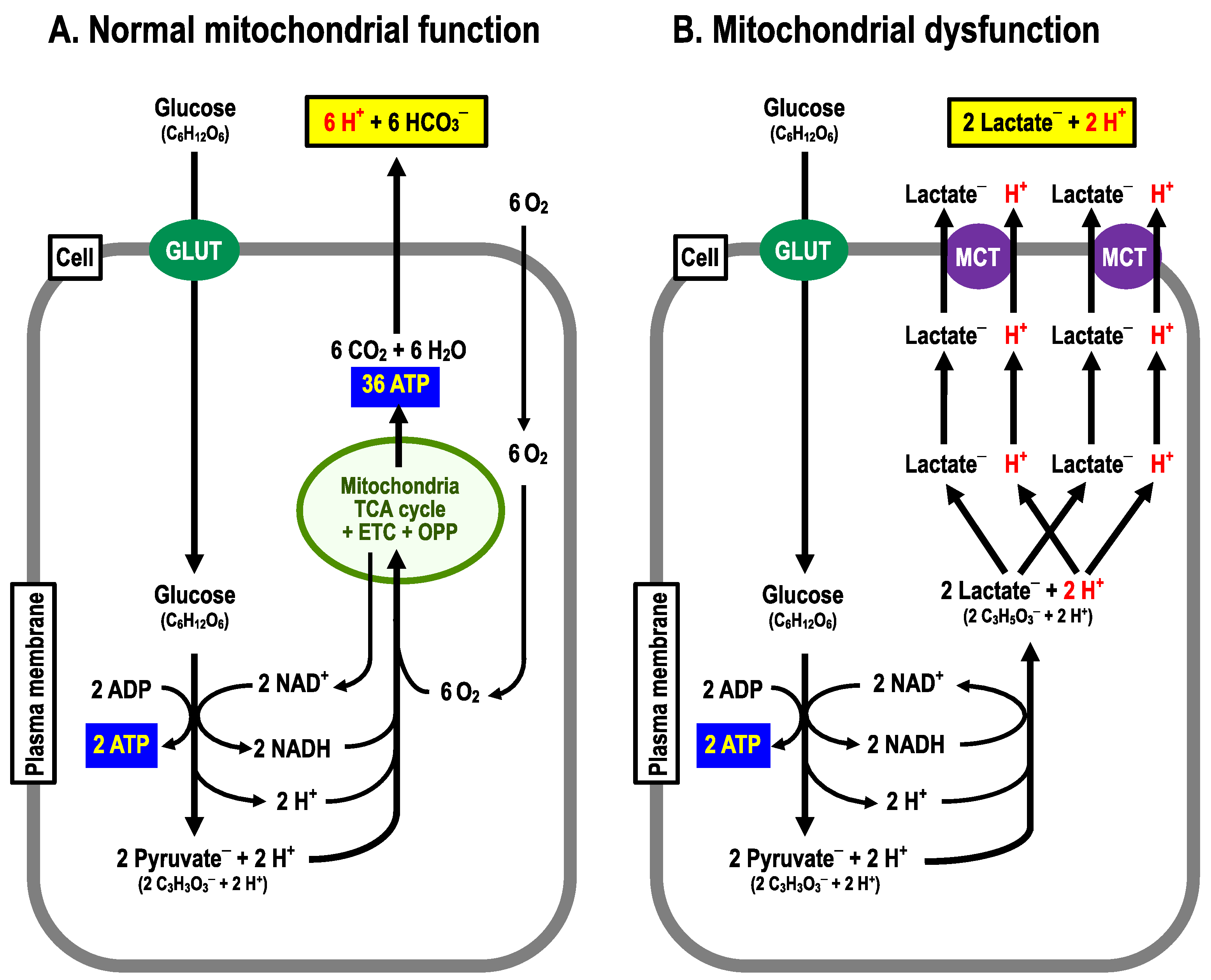 Biomolecules 13 00779 g002