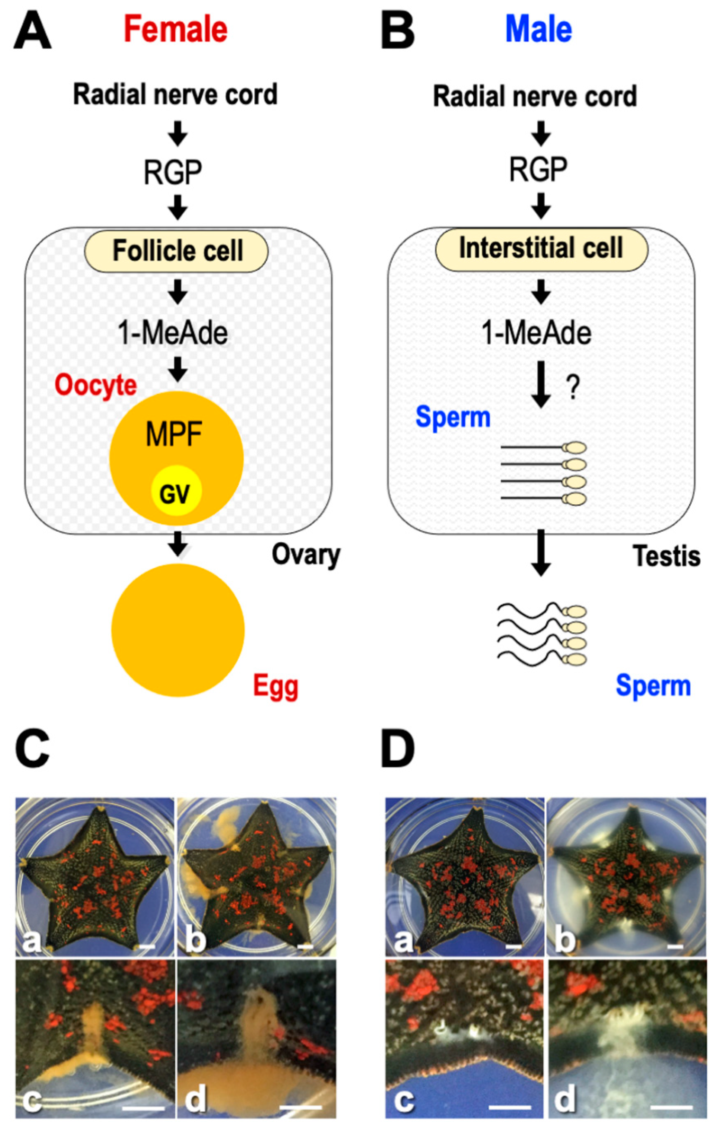 Biomolecules 13 00781 g001