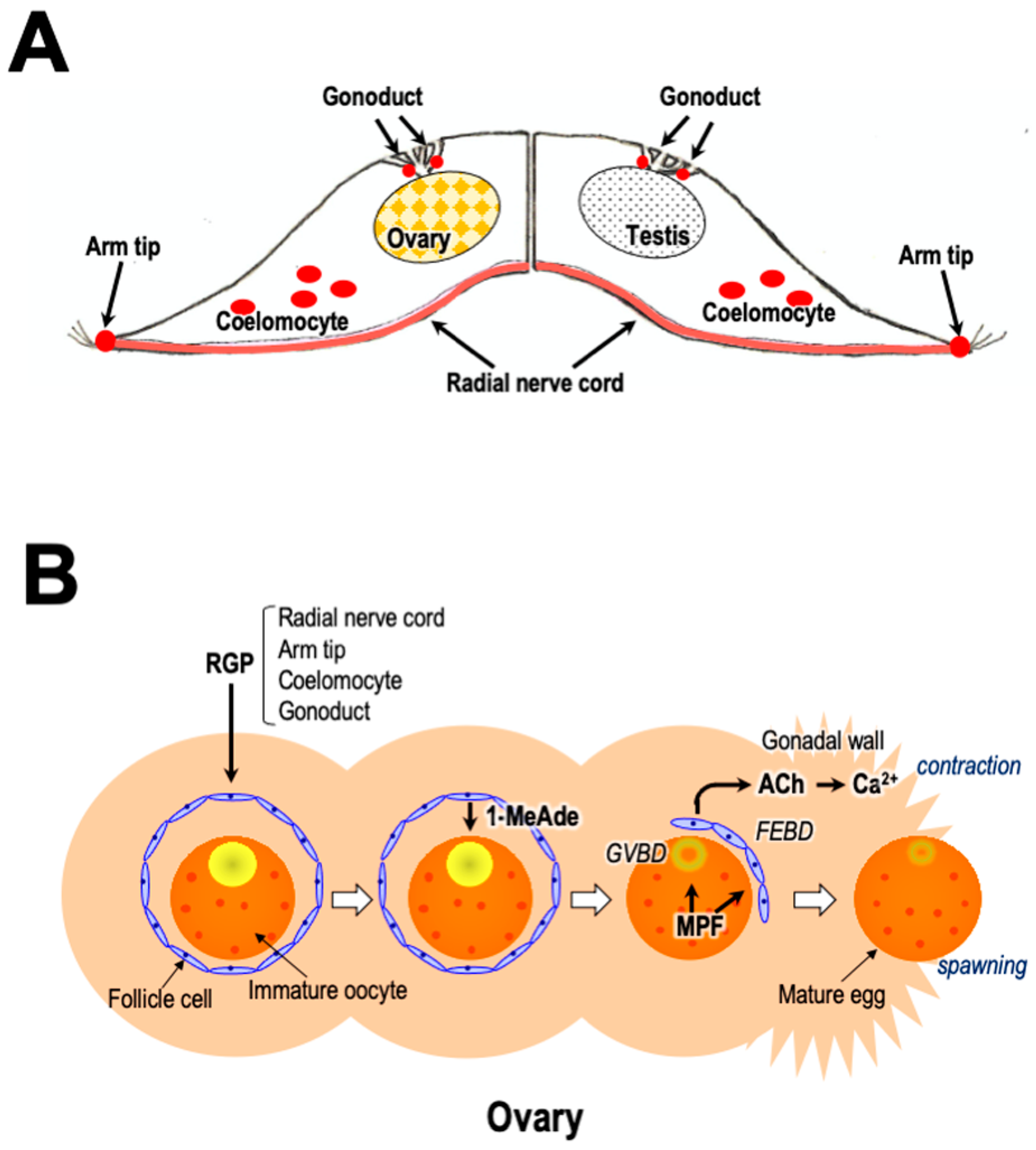 Biomolecules 13 00781 g005