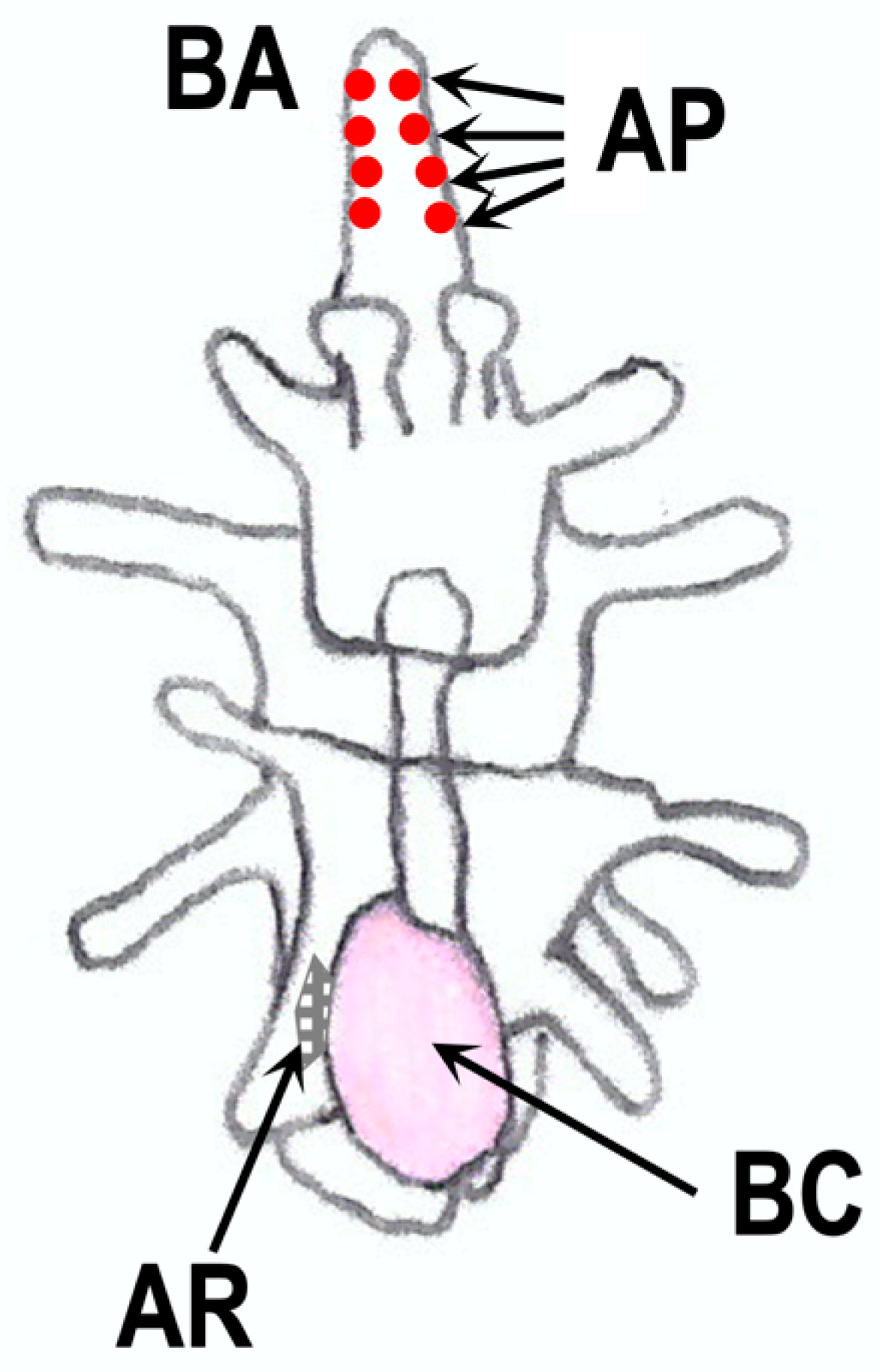 Biomolecules 13 00781 g008