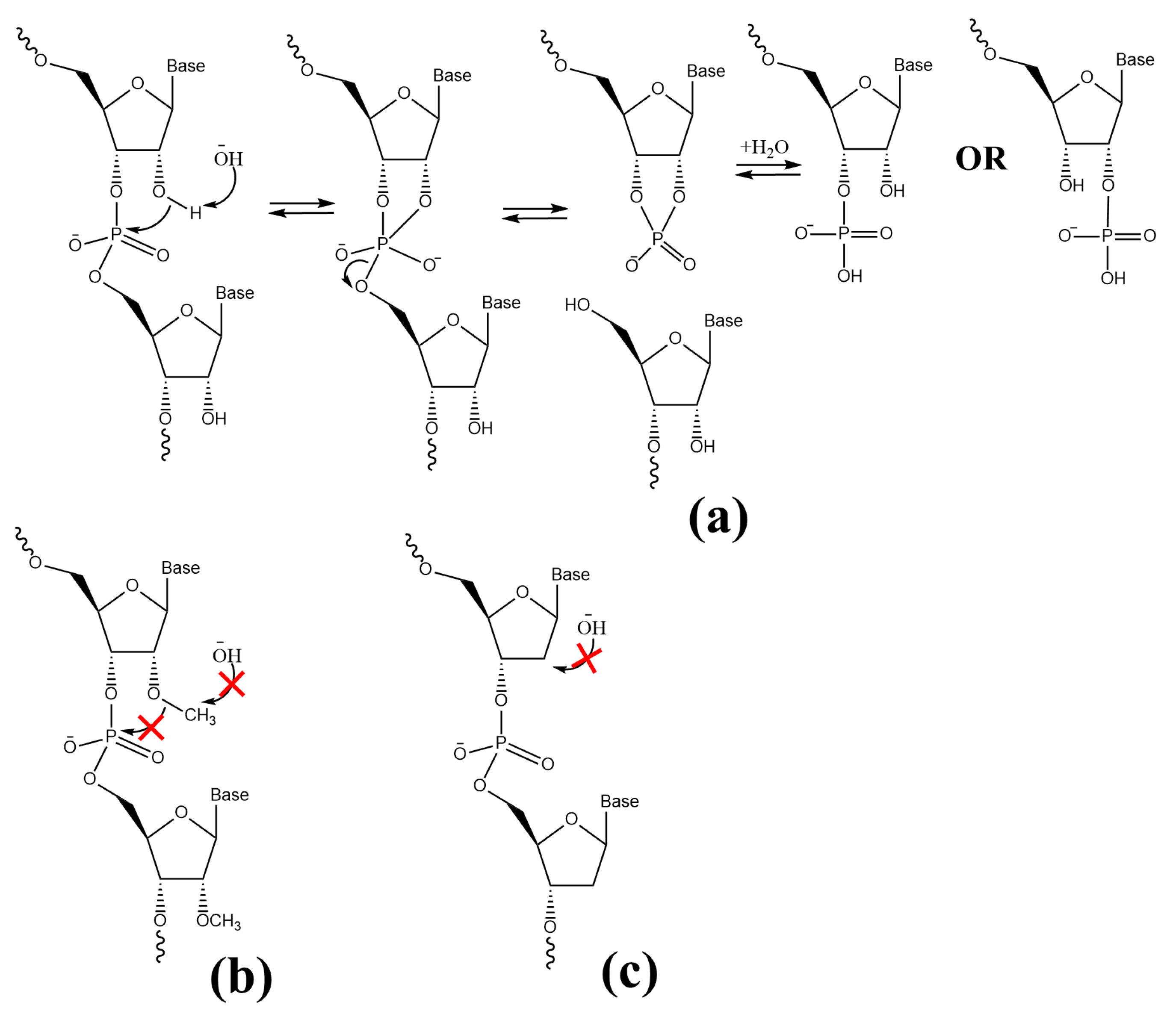 Biomolecules 13 00782 g002