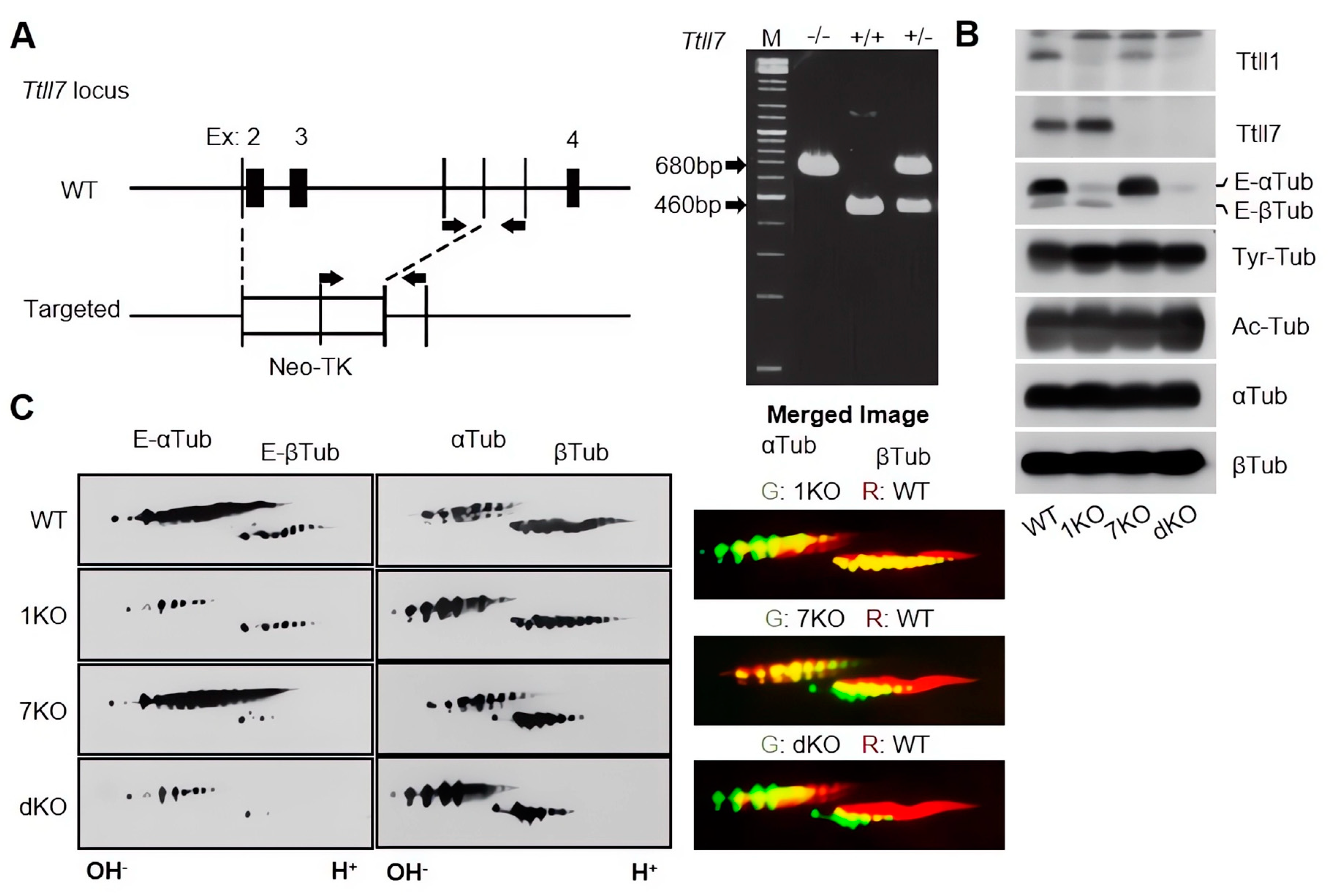 Biomolecules 13 00784 g001