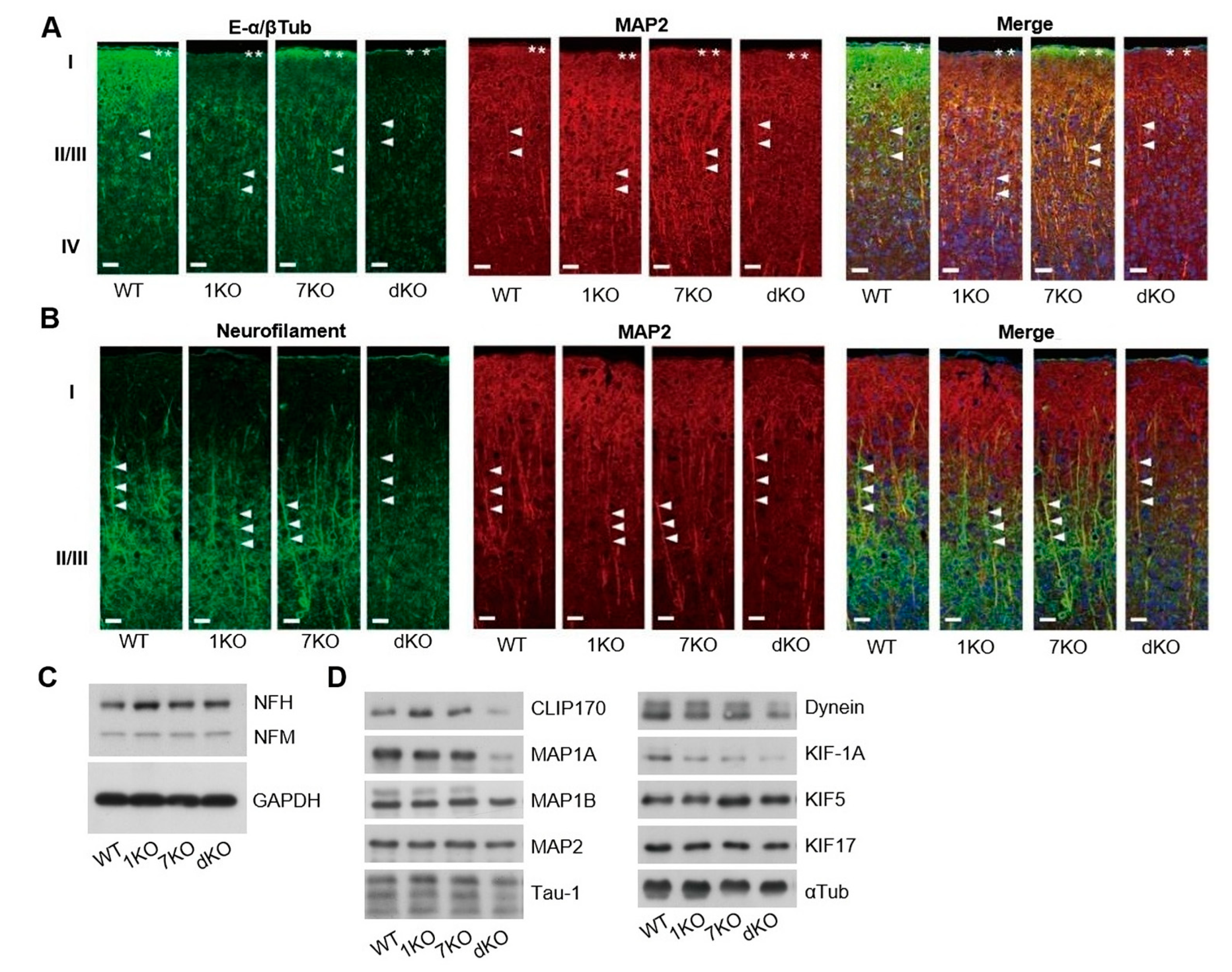 Biomolecules 13 00784 g005