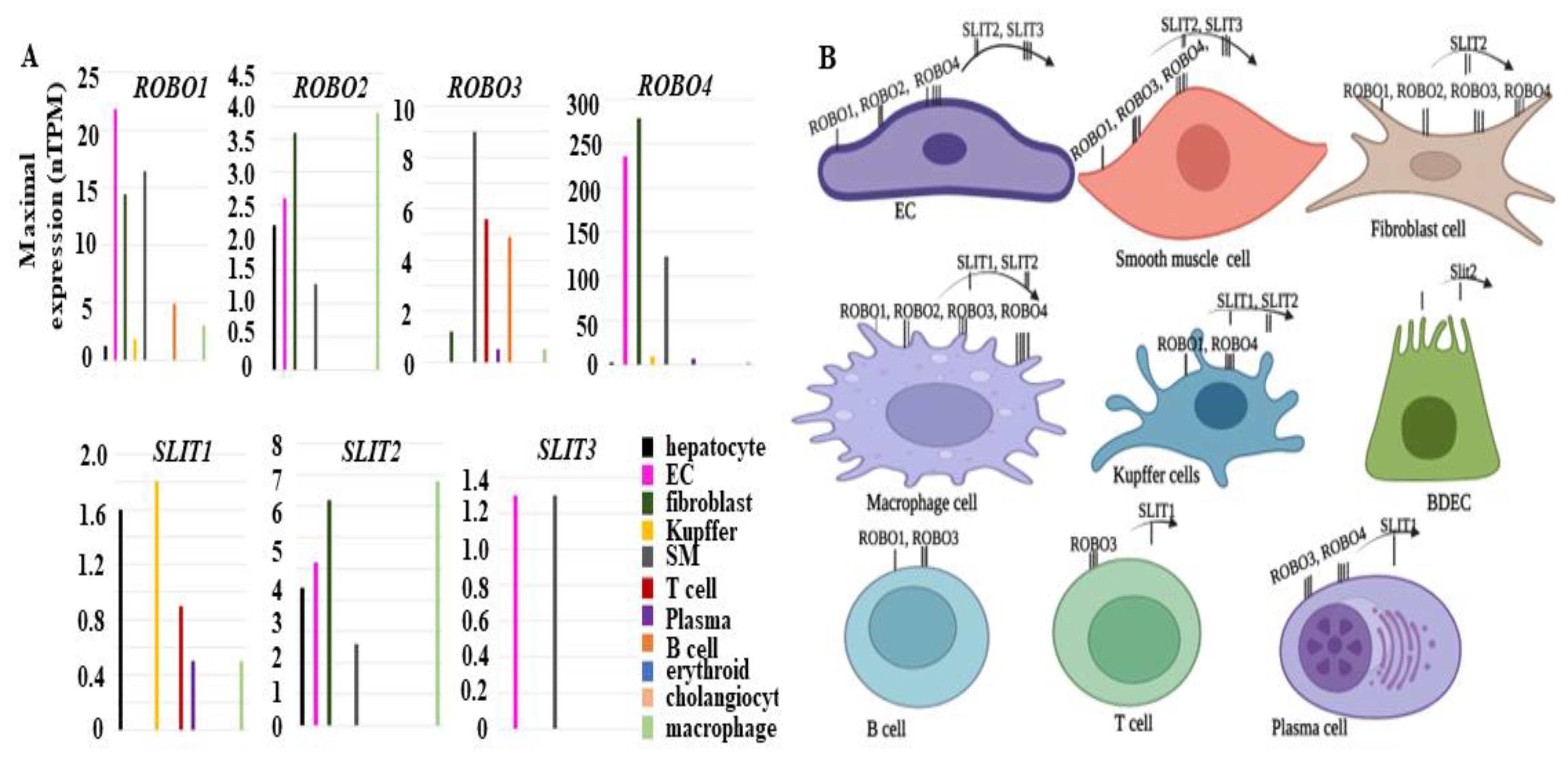 Biomolecules 13 00785 g002