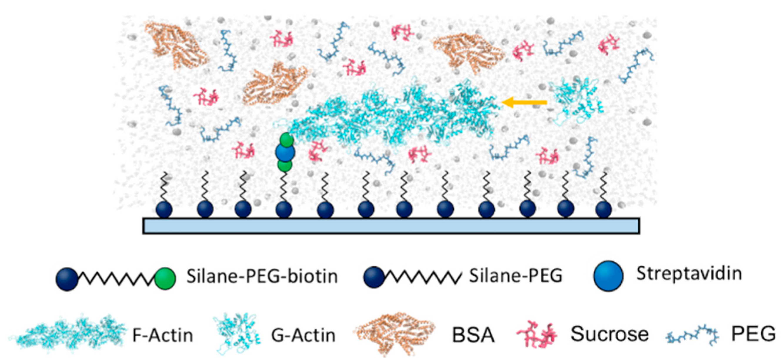 Biomolecules 13 00786 g001