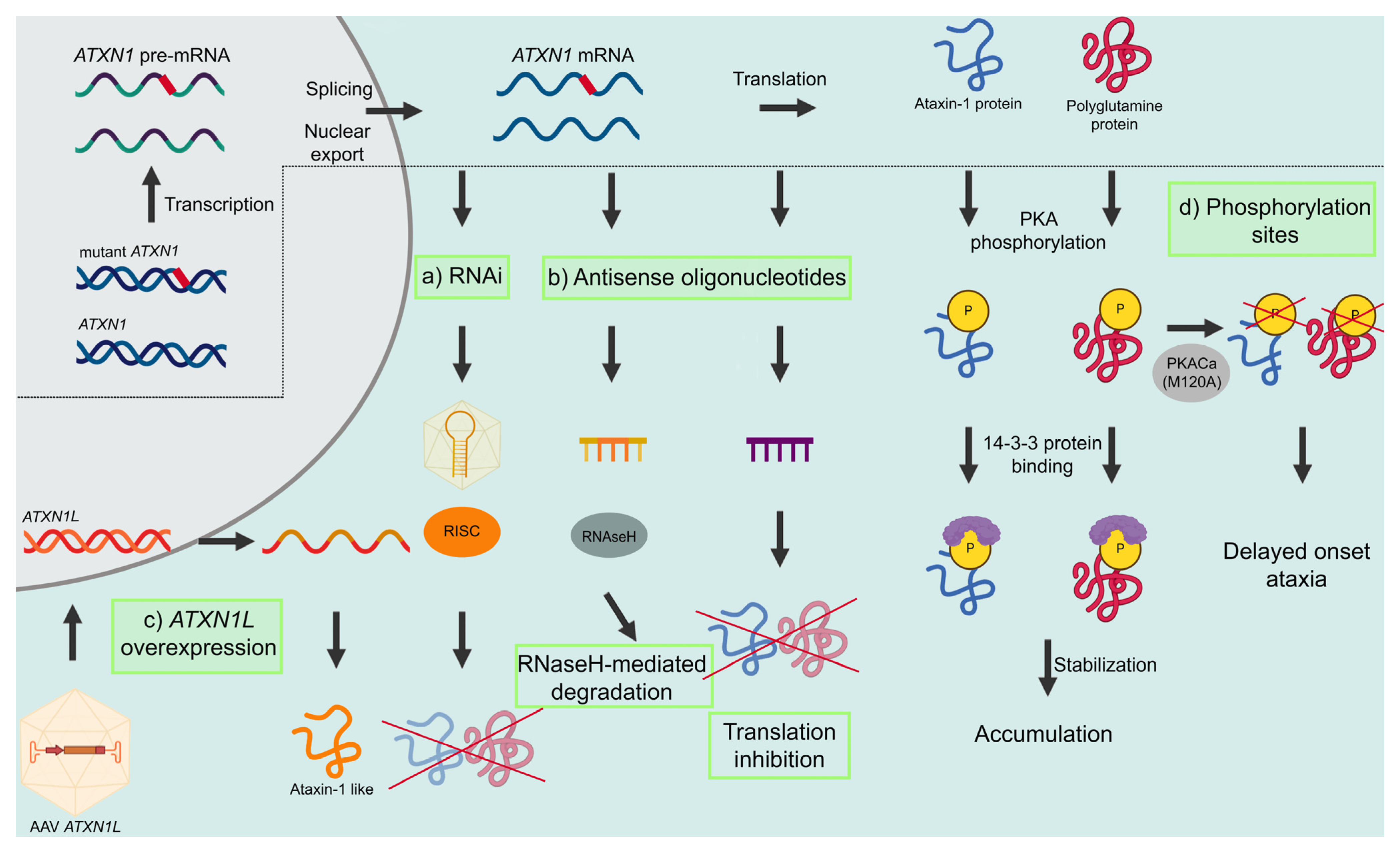 Biomolecules 13 00788 g002