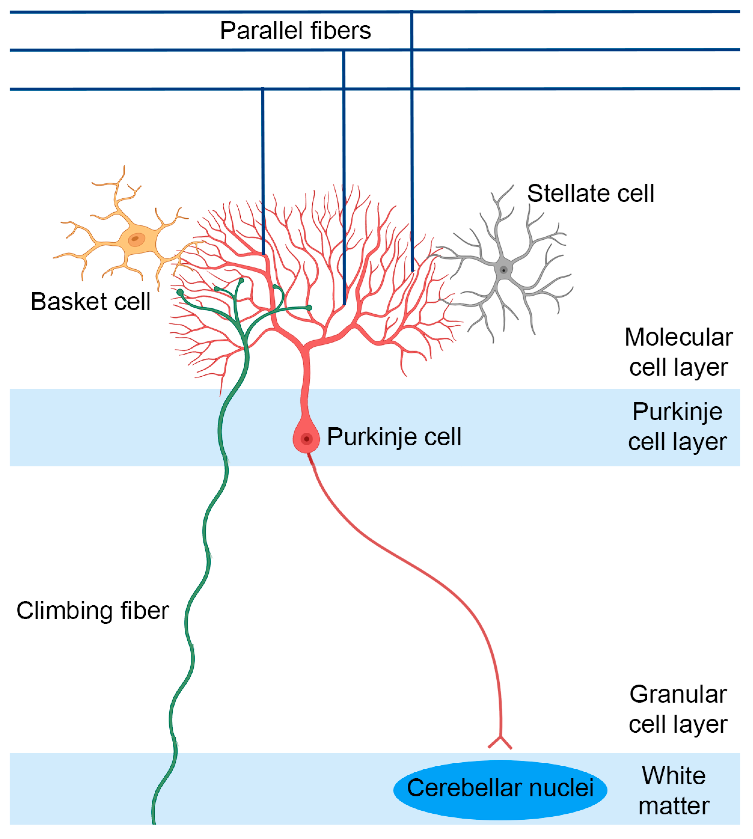 Biomolecules 13 00788 g004