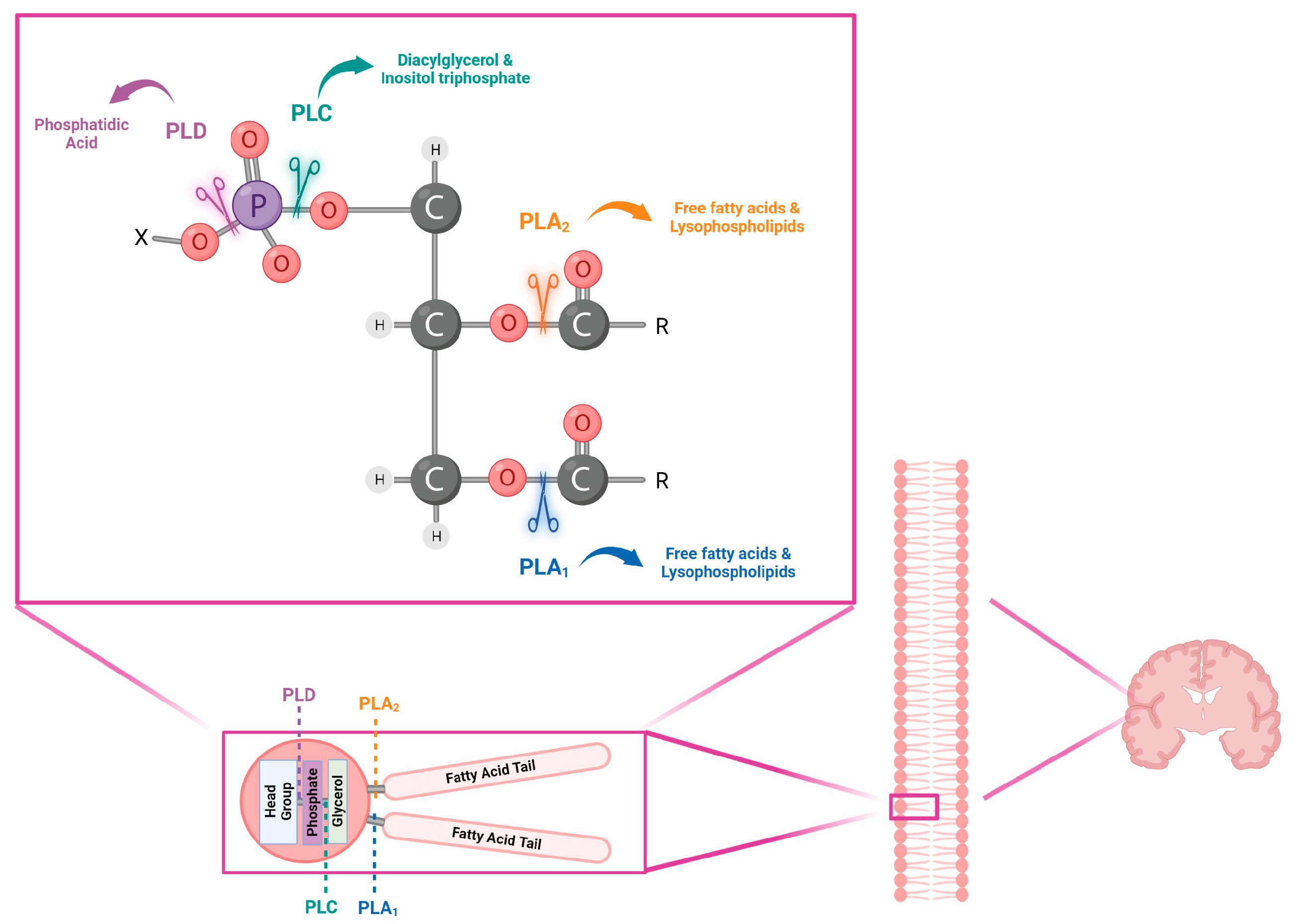 Biomolecules 13 00798 g001