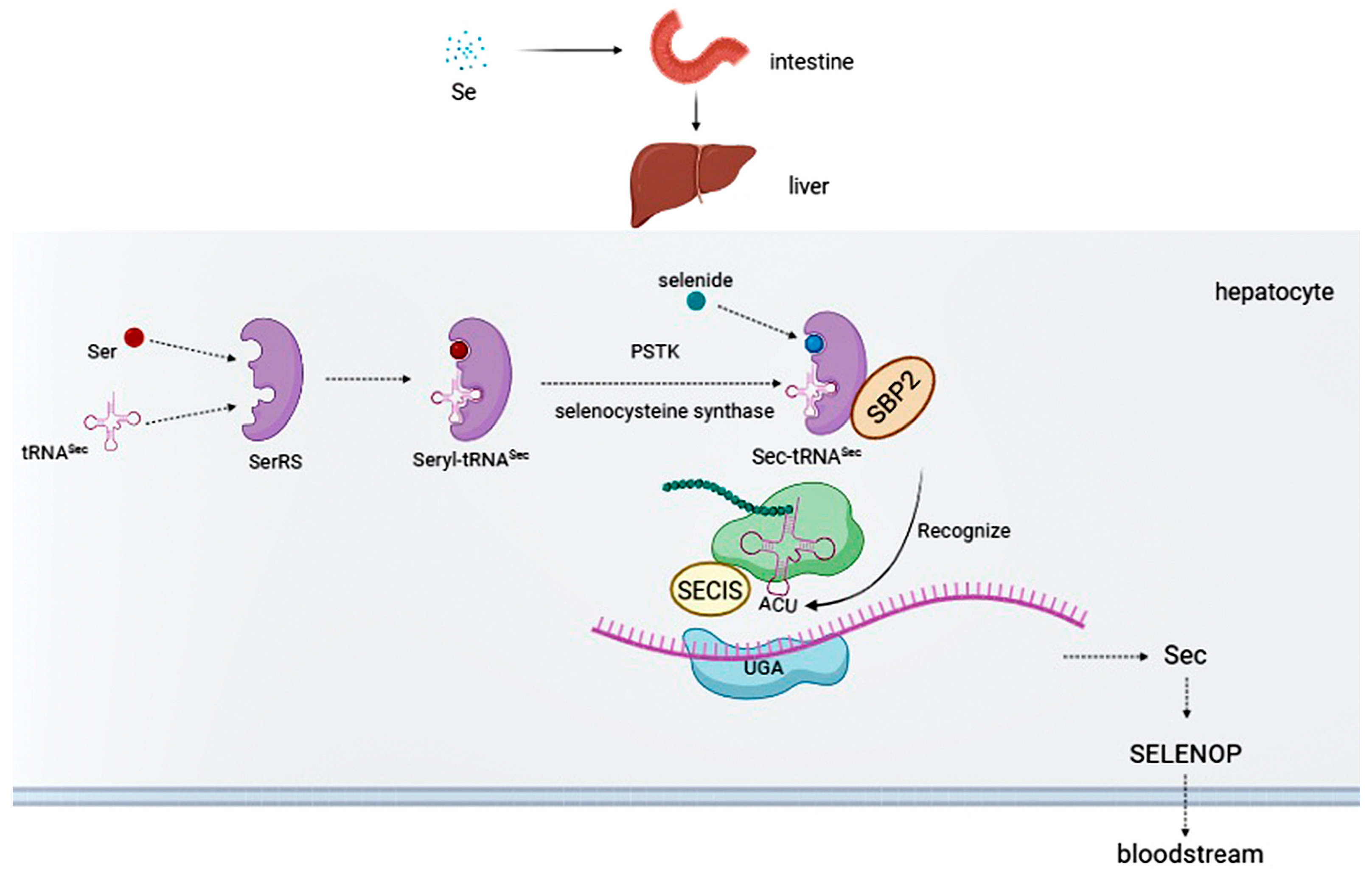 Biomolecules 13 00799 g001 Biomolecules 13 00799 g001