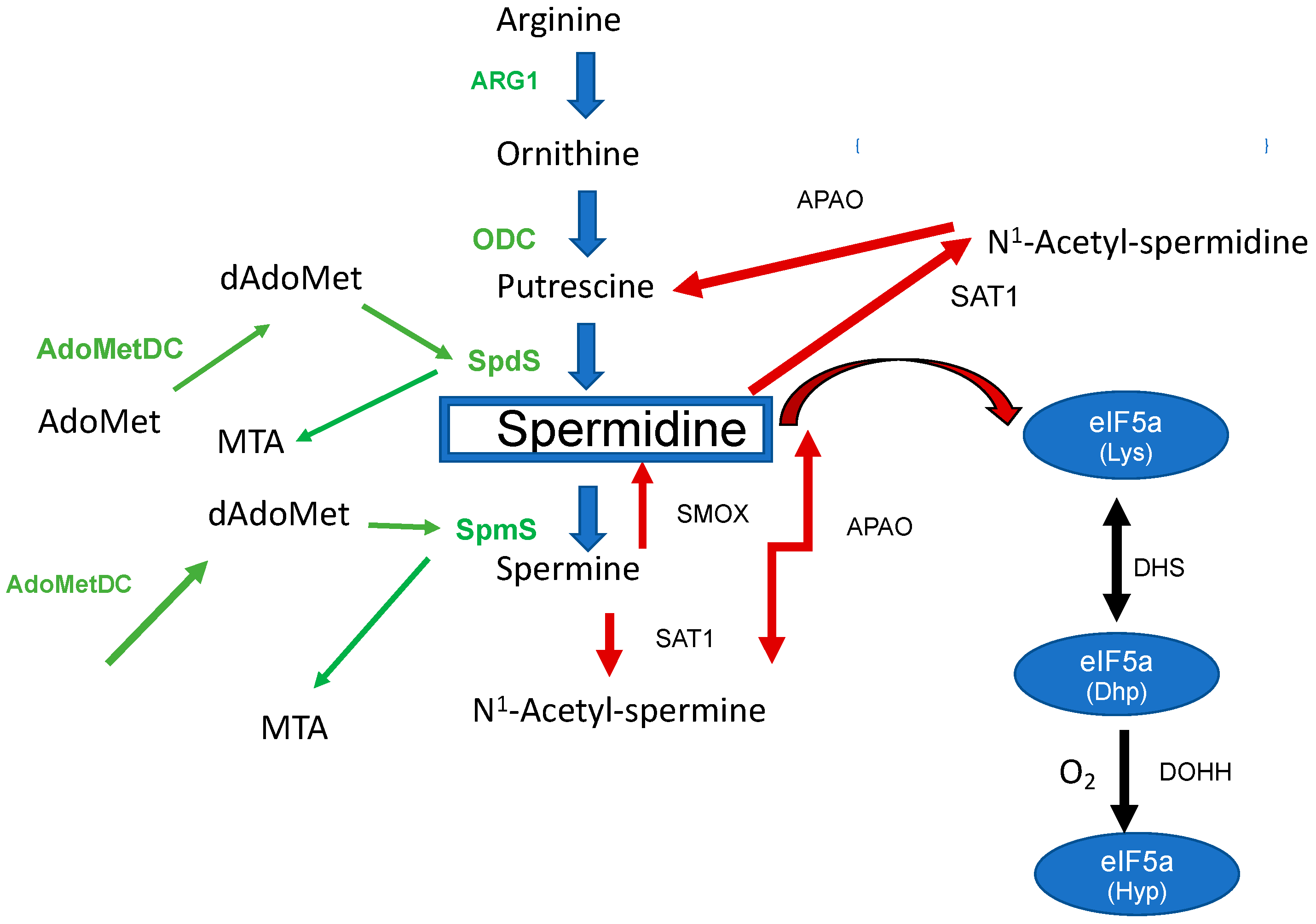 Biomolecules 13 00803 g001
