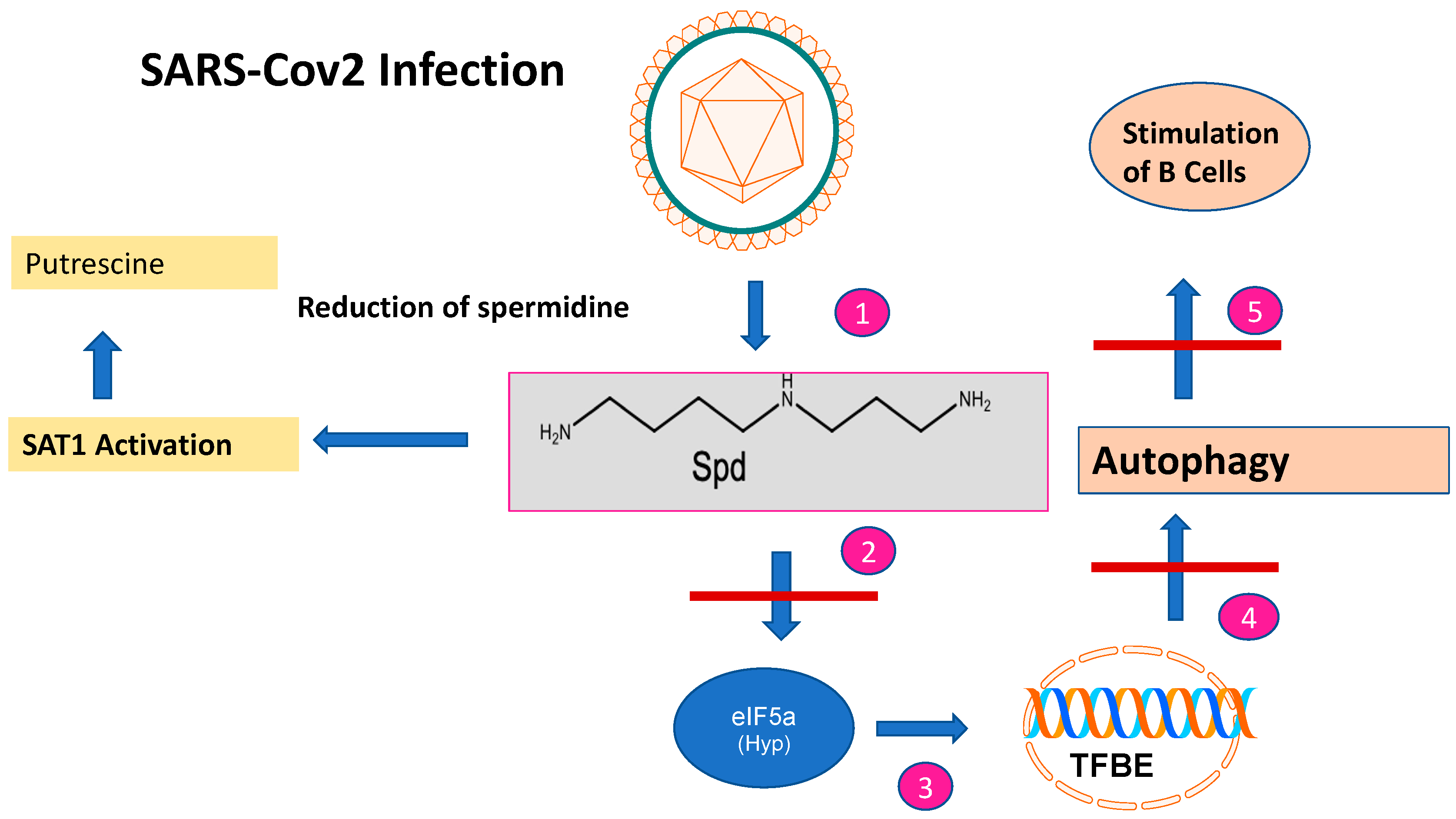 Biomolecules 13 00803 g002