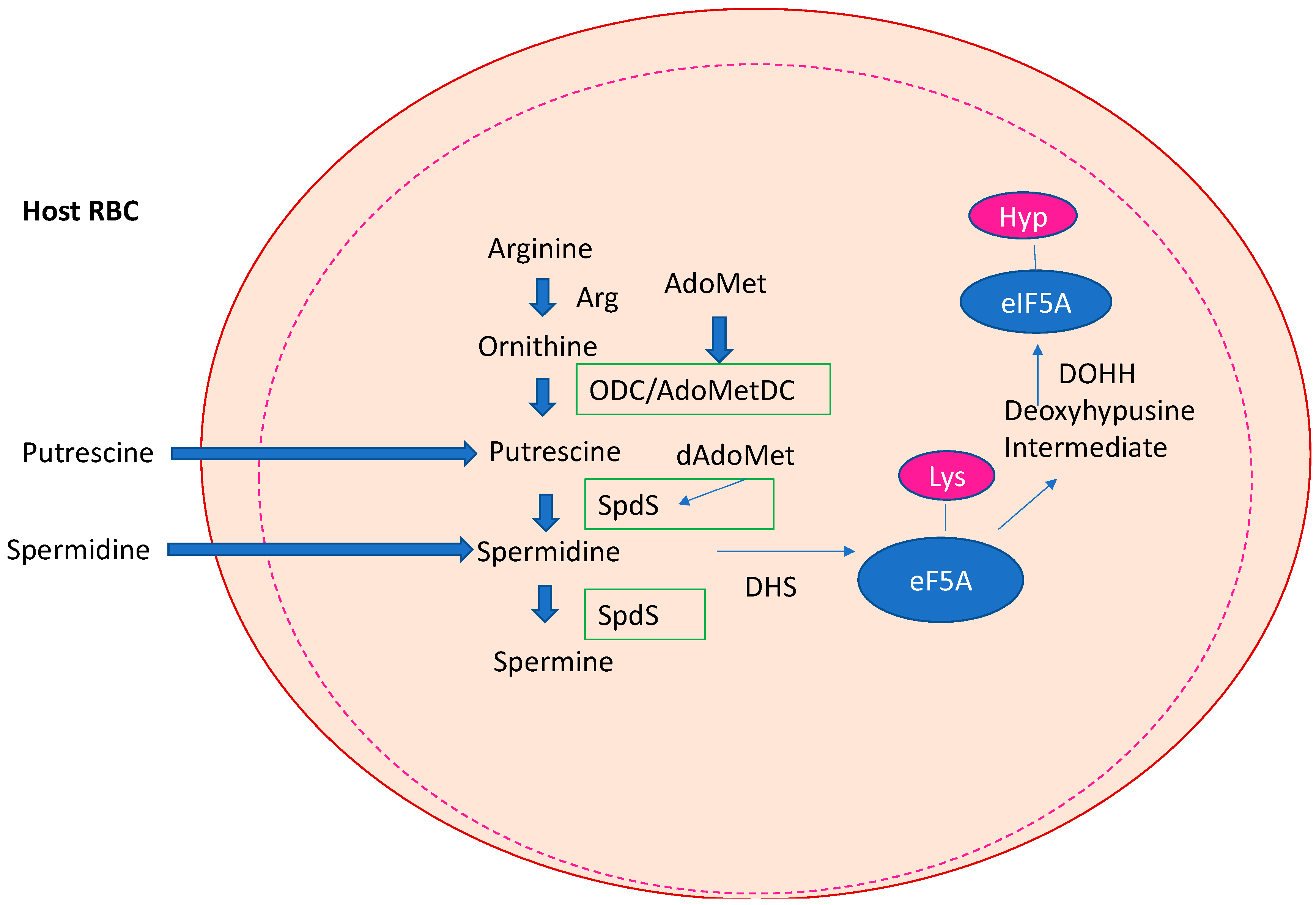 Biomolecules 13 00803 g004