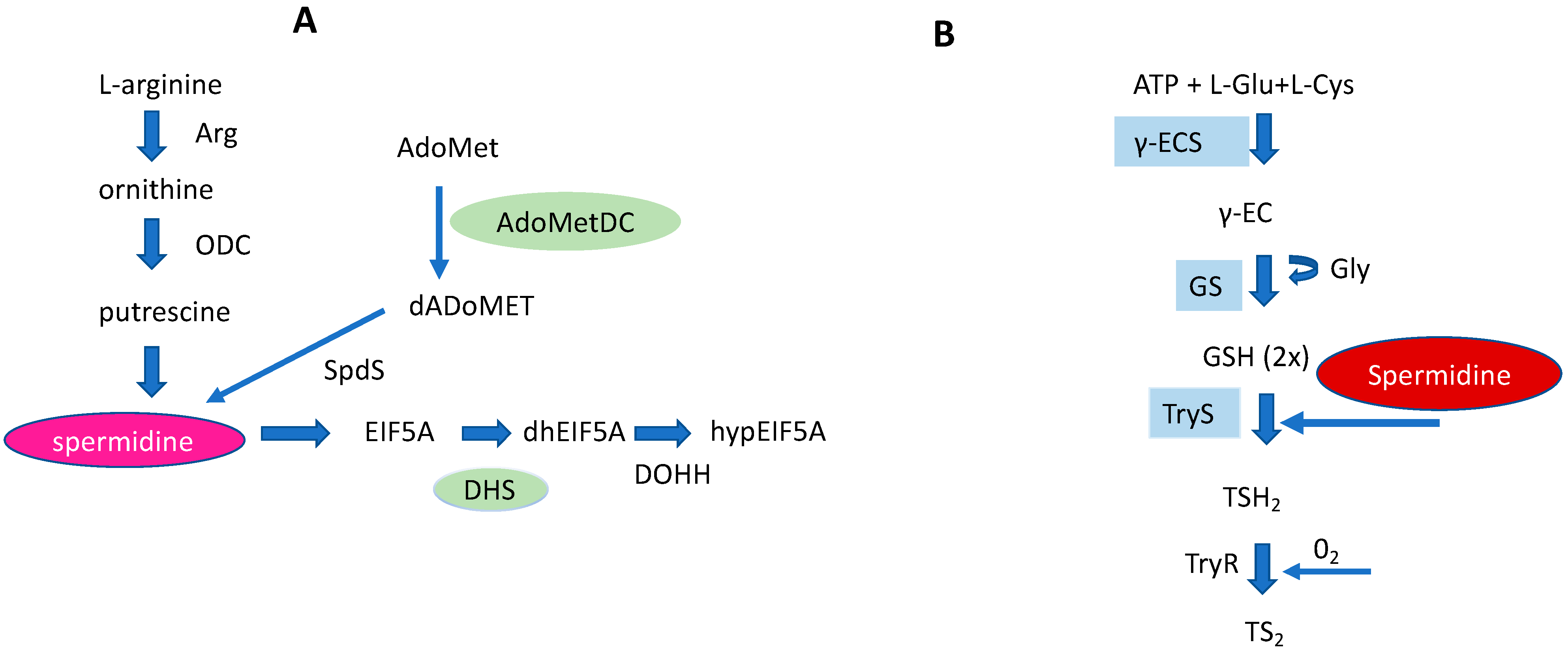 Biomolecules 13 00803 g005