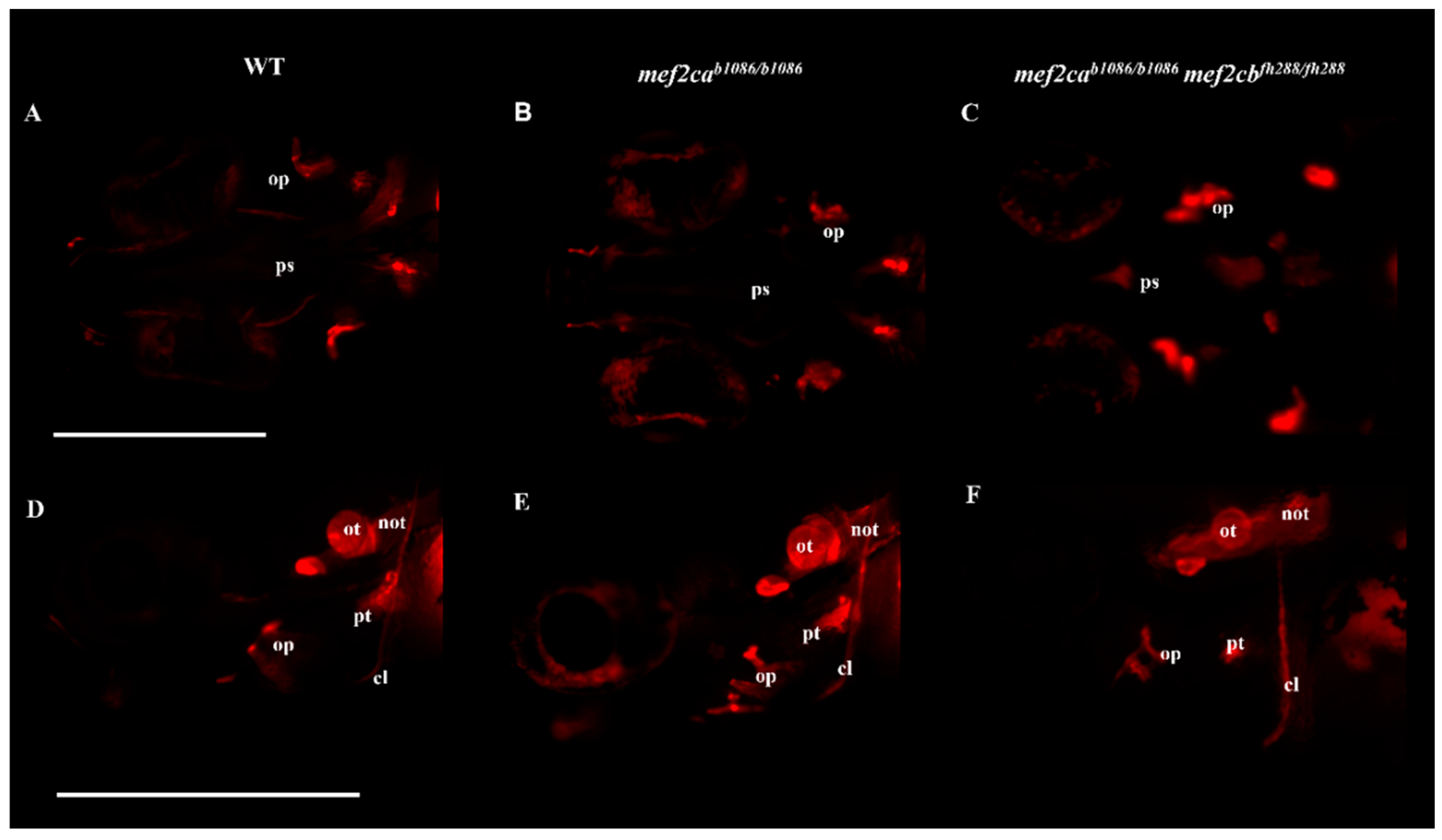 Biomolecules 13 00805 g004