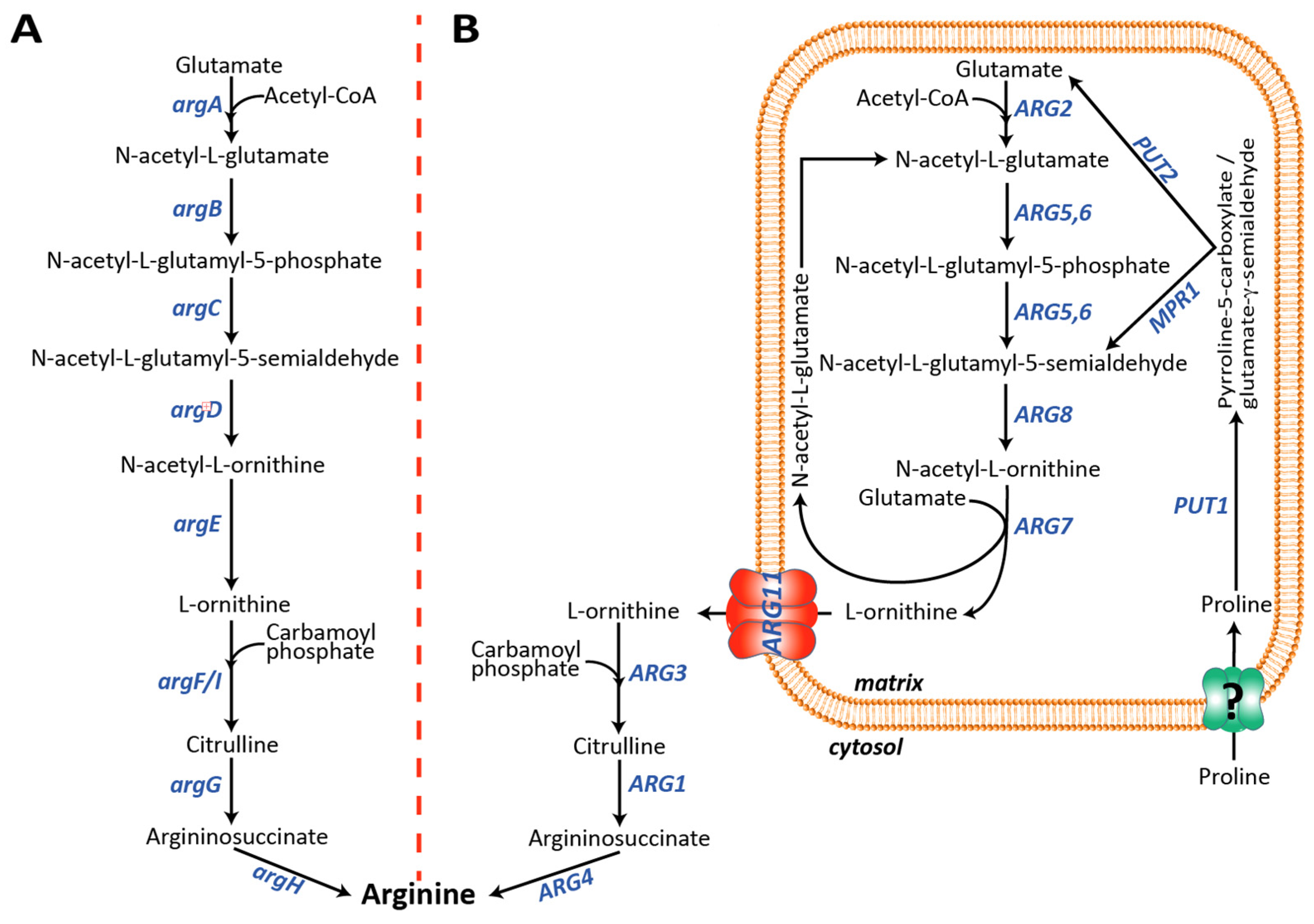 Biomolecules 13 00808 g001