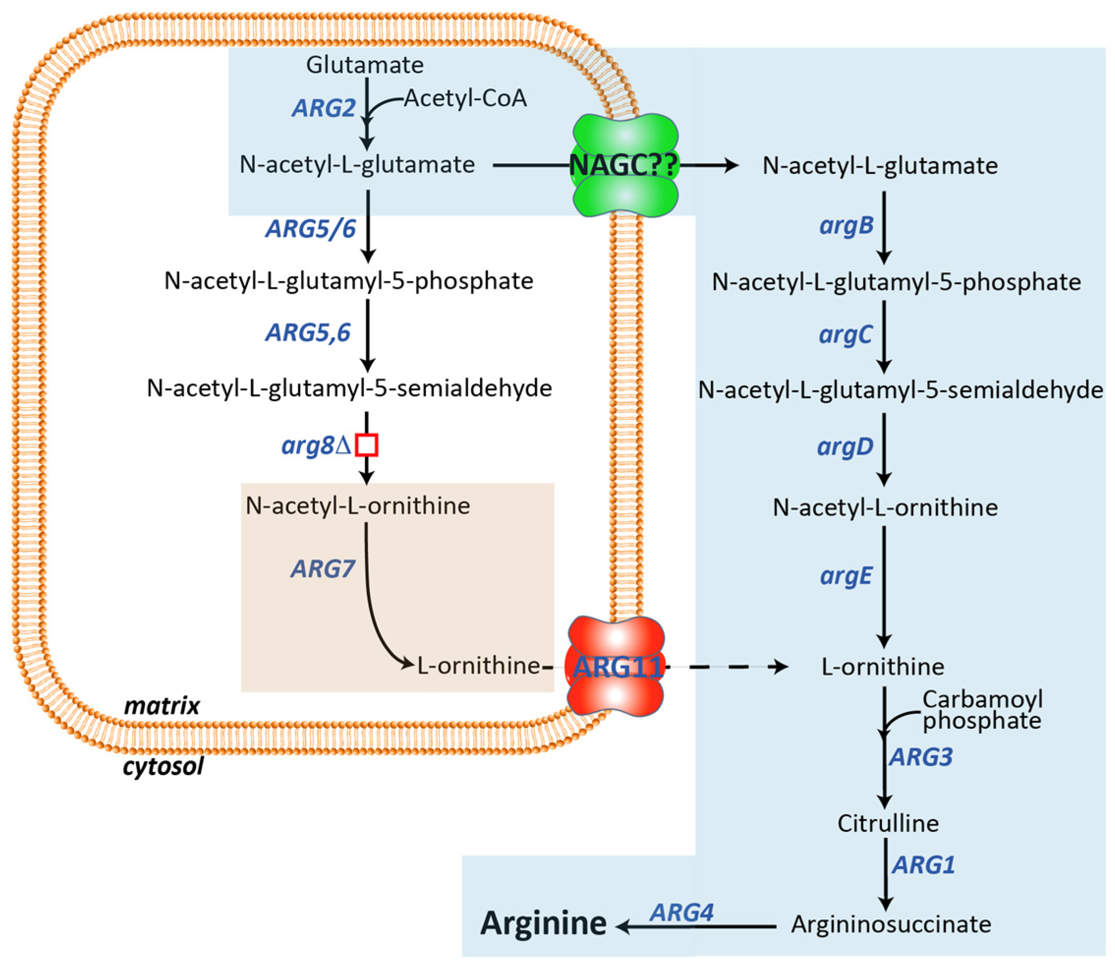 Biomolecules 13 00808 g005