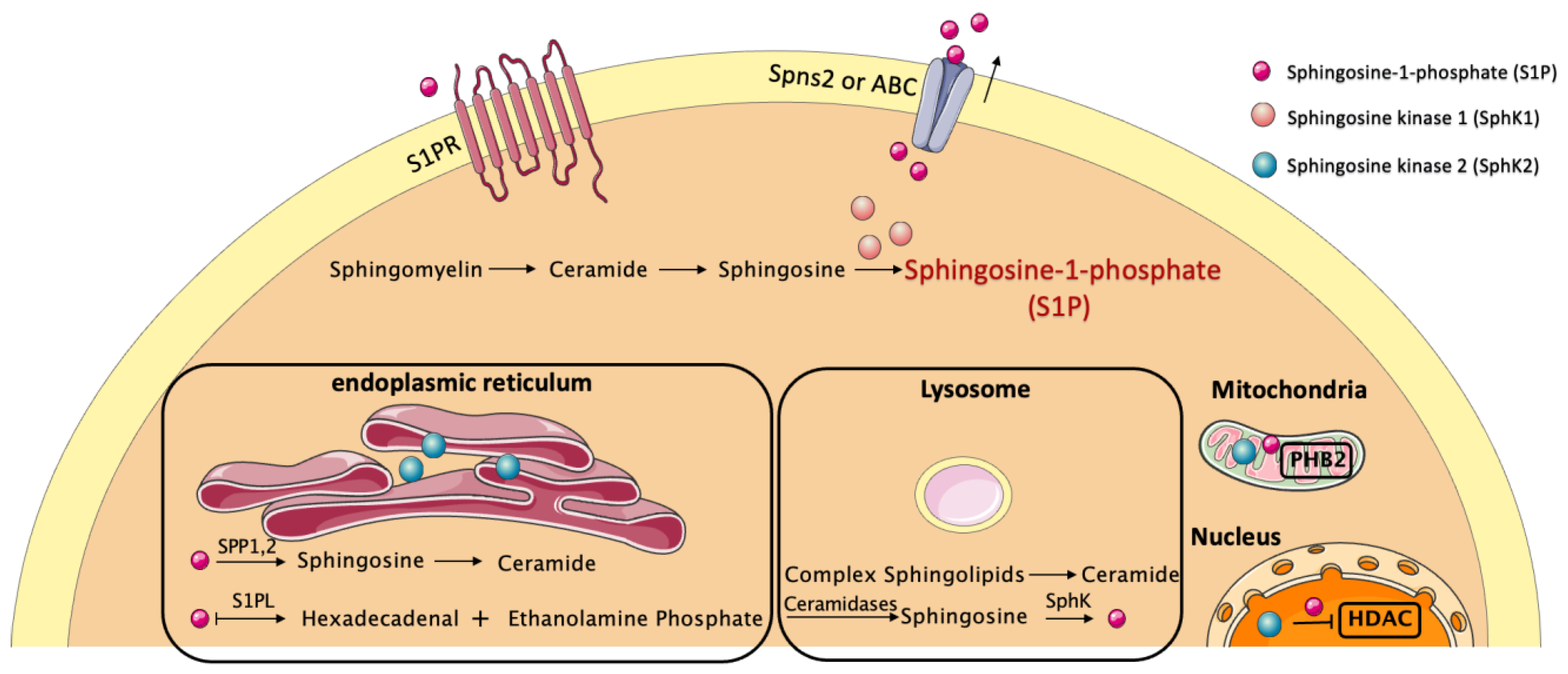 Biomolecules 13 00818 g001