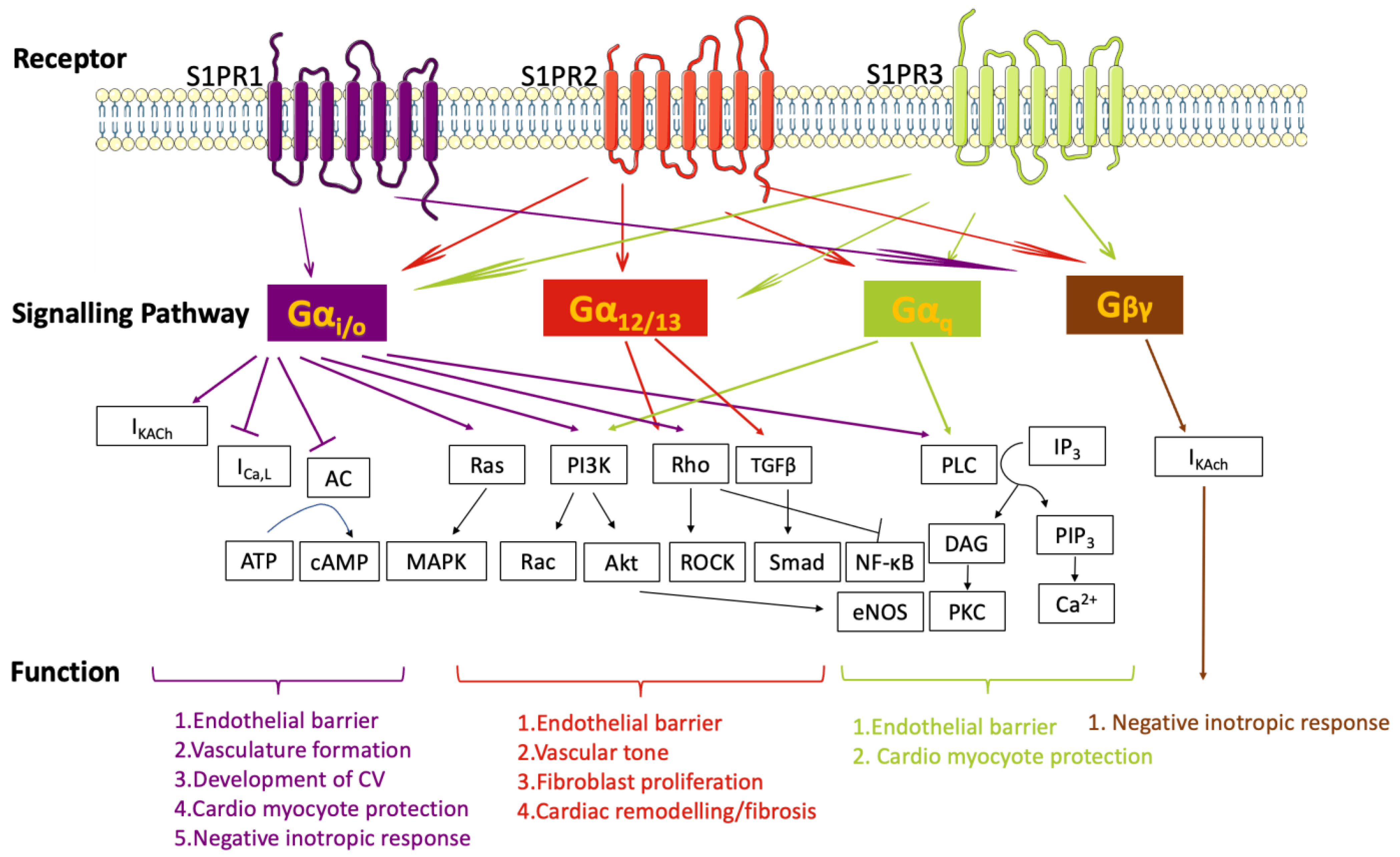 Biomolecules 13 00818 g002