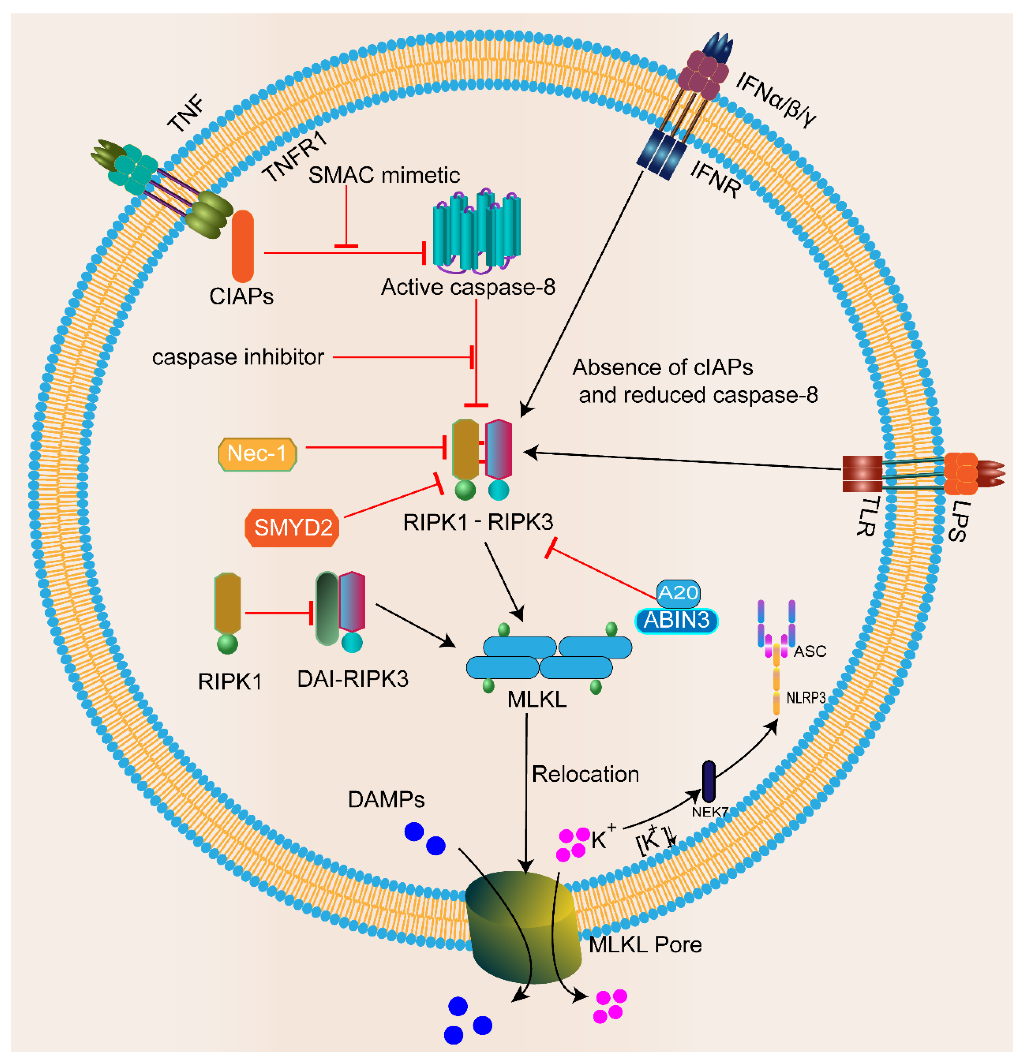 Biomolecules 13 00820 g002