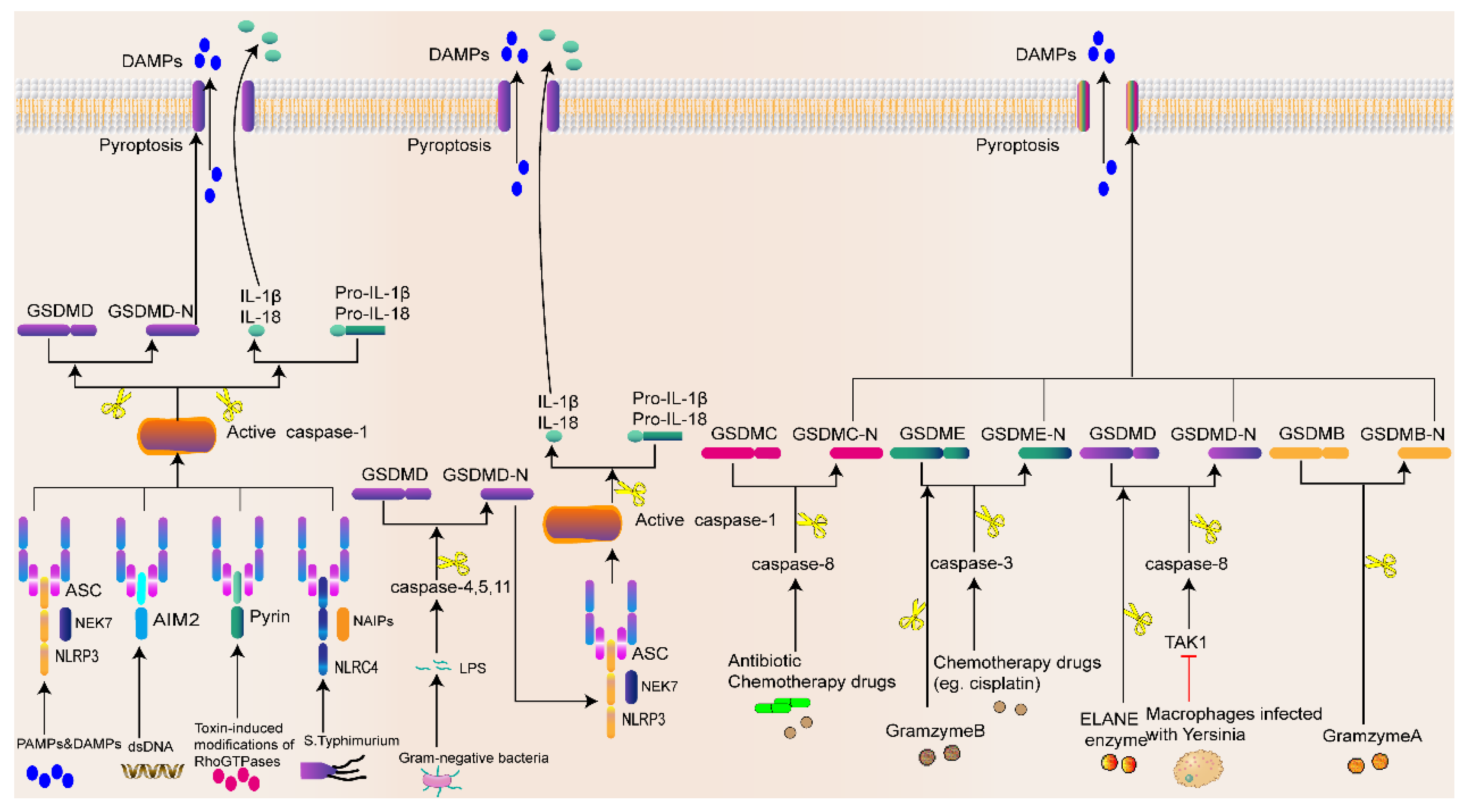 Biomolecules 13 00820 g003