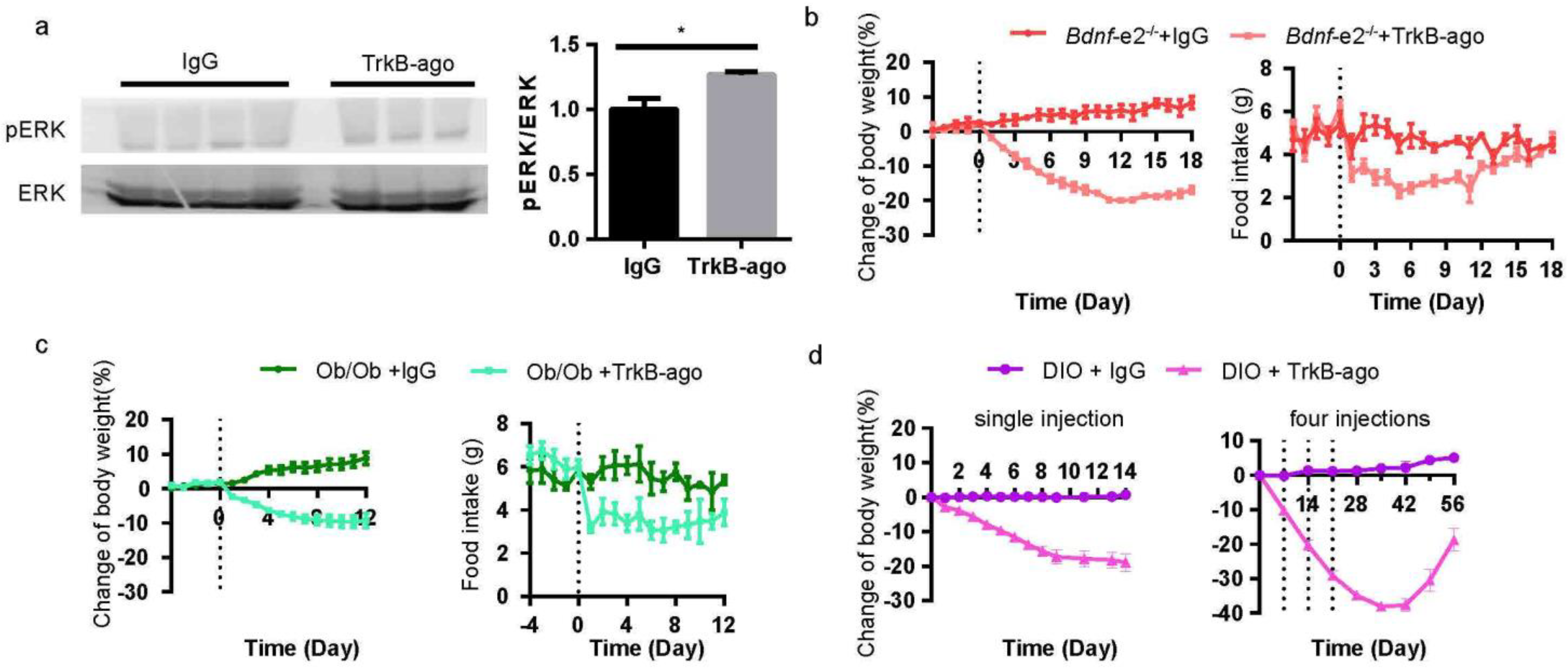 Biomolecules 13 00822 g007 Biomolecules 13 00822 g007