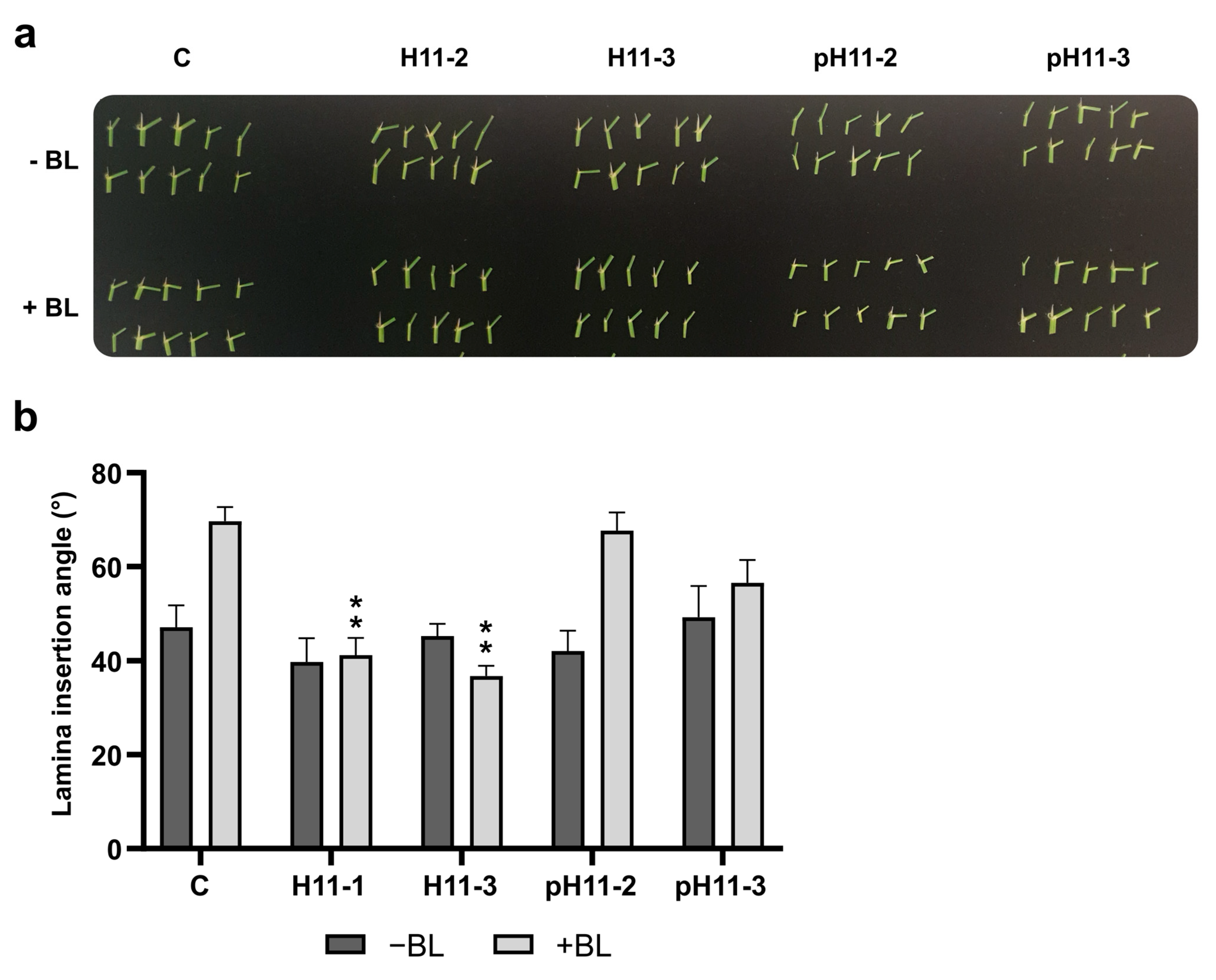 Biomolecules 13 00826 g005