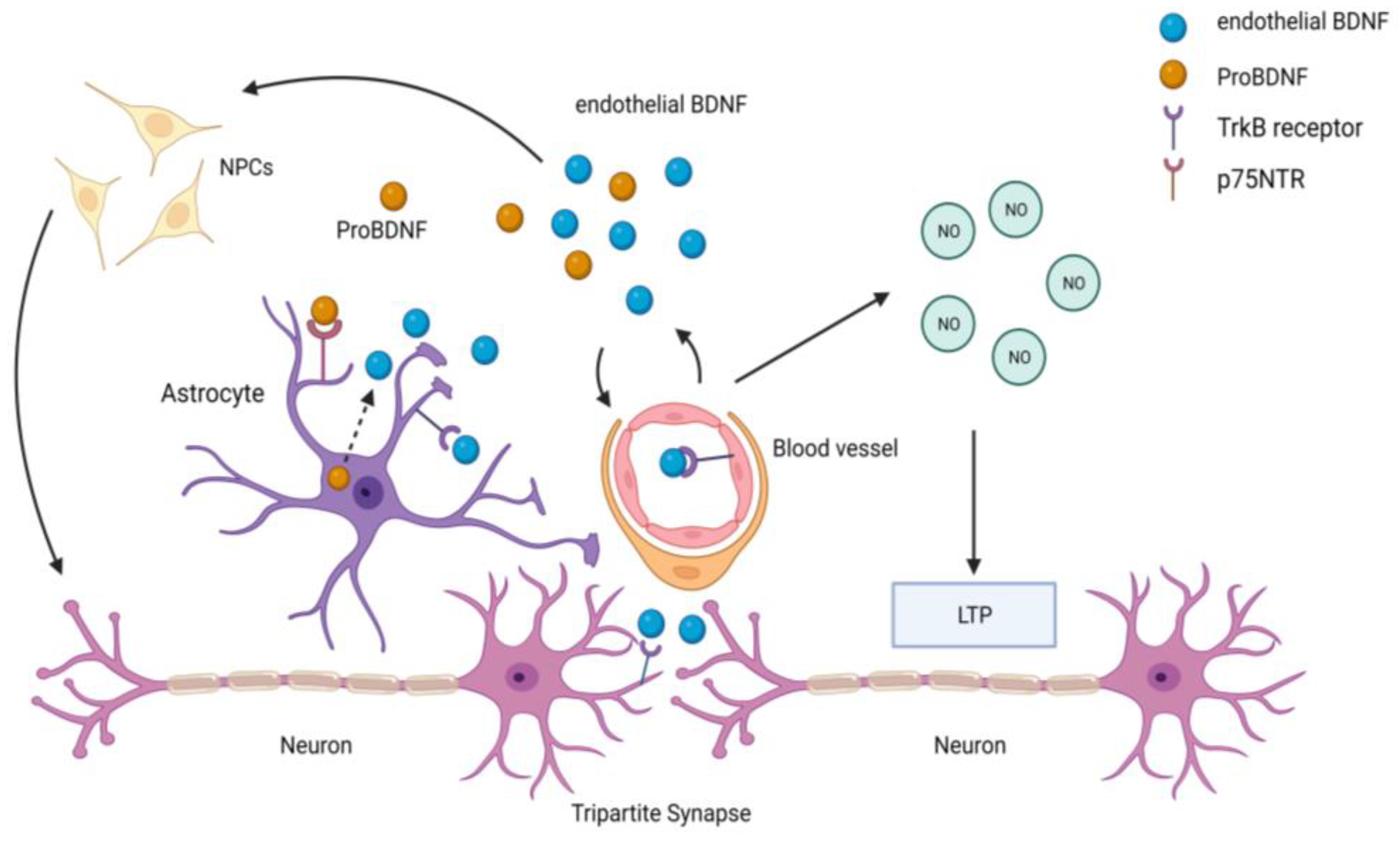 Biomolecules 13 00830 g003 Biomolecules 13 00830 g003