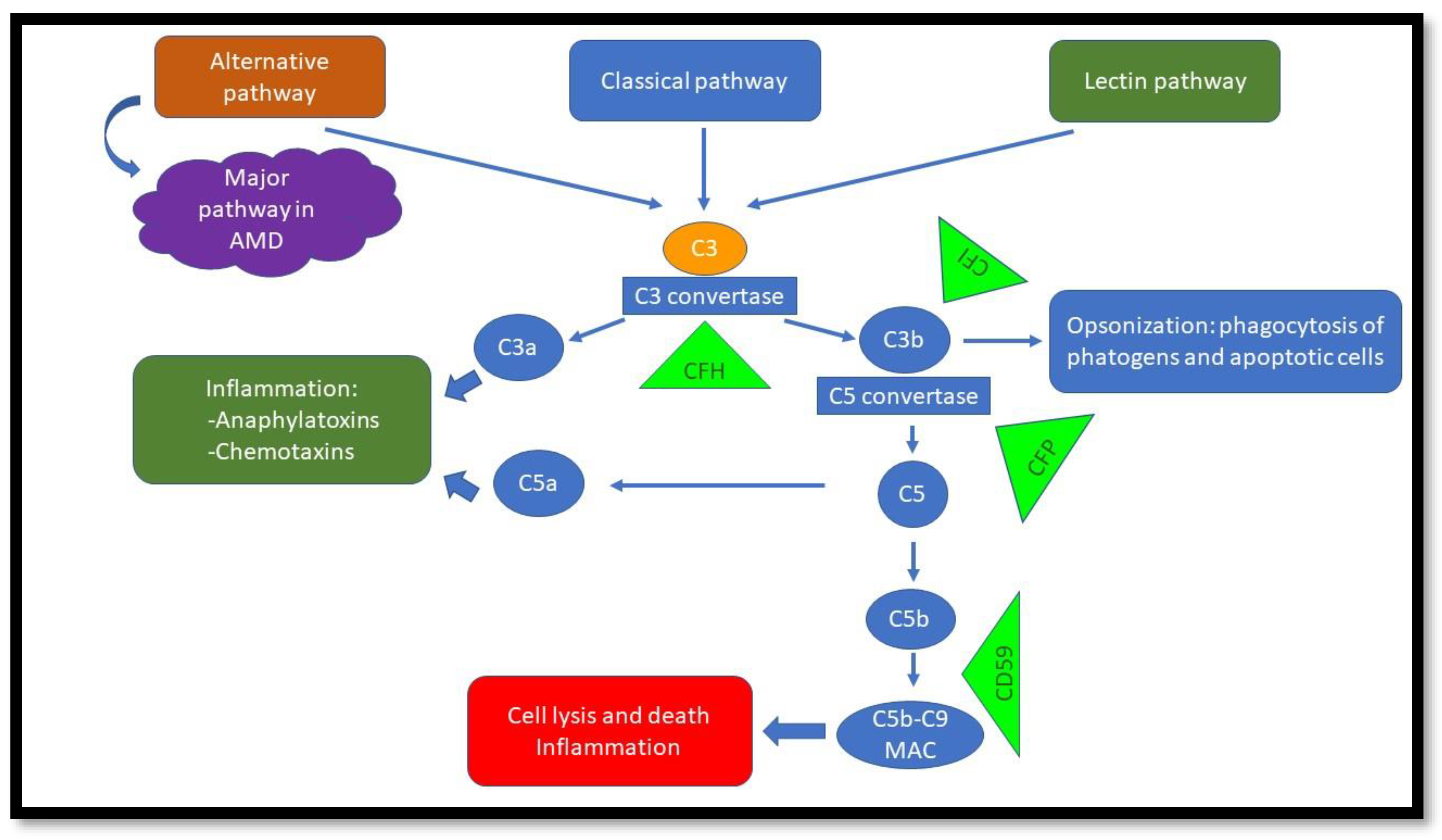 Biomolecules 13 00832 g003