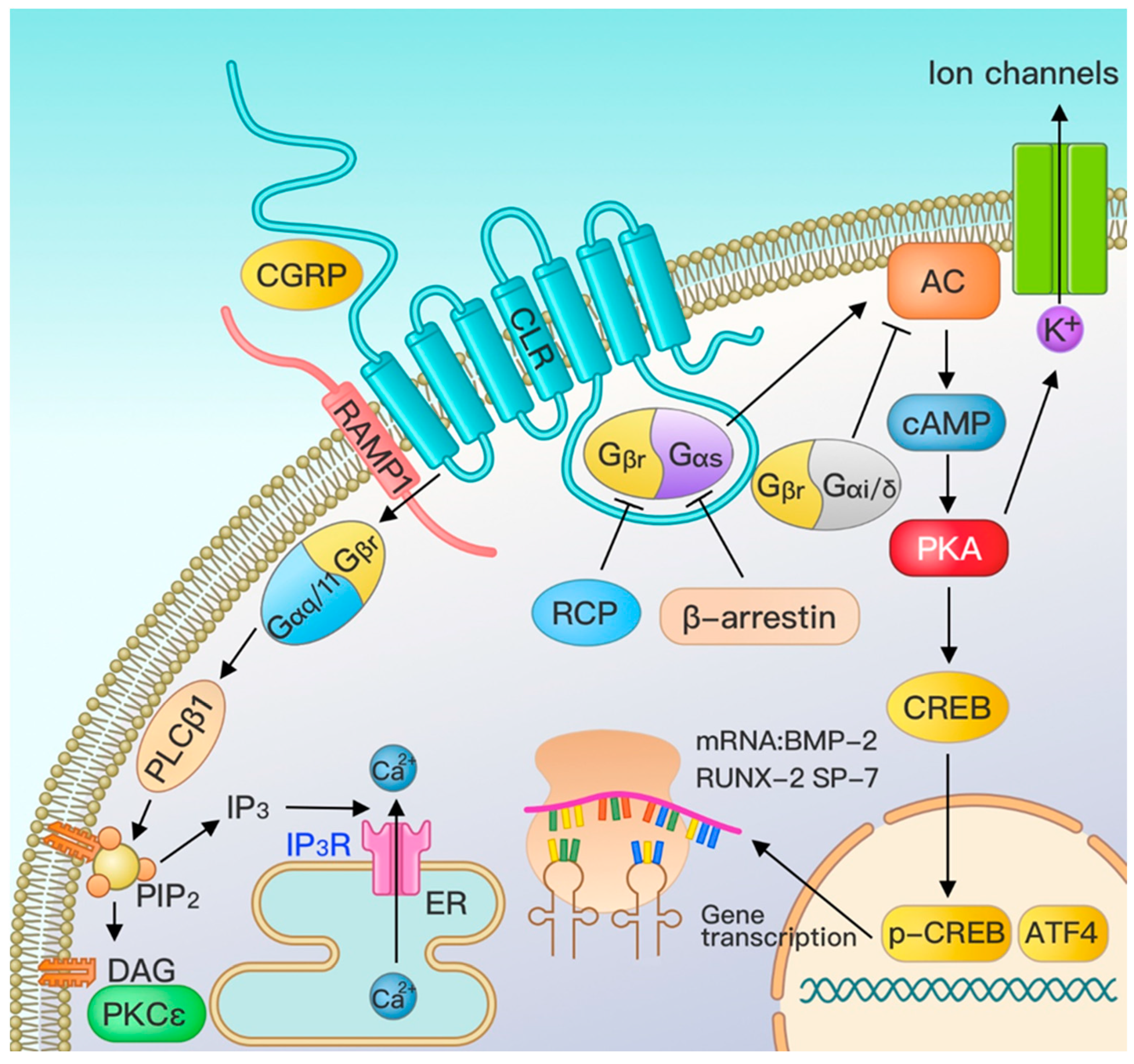 Biomolecules 13 00838 g002
