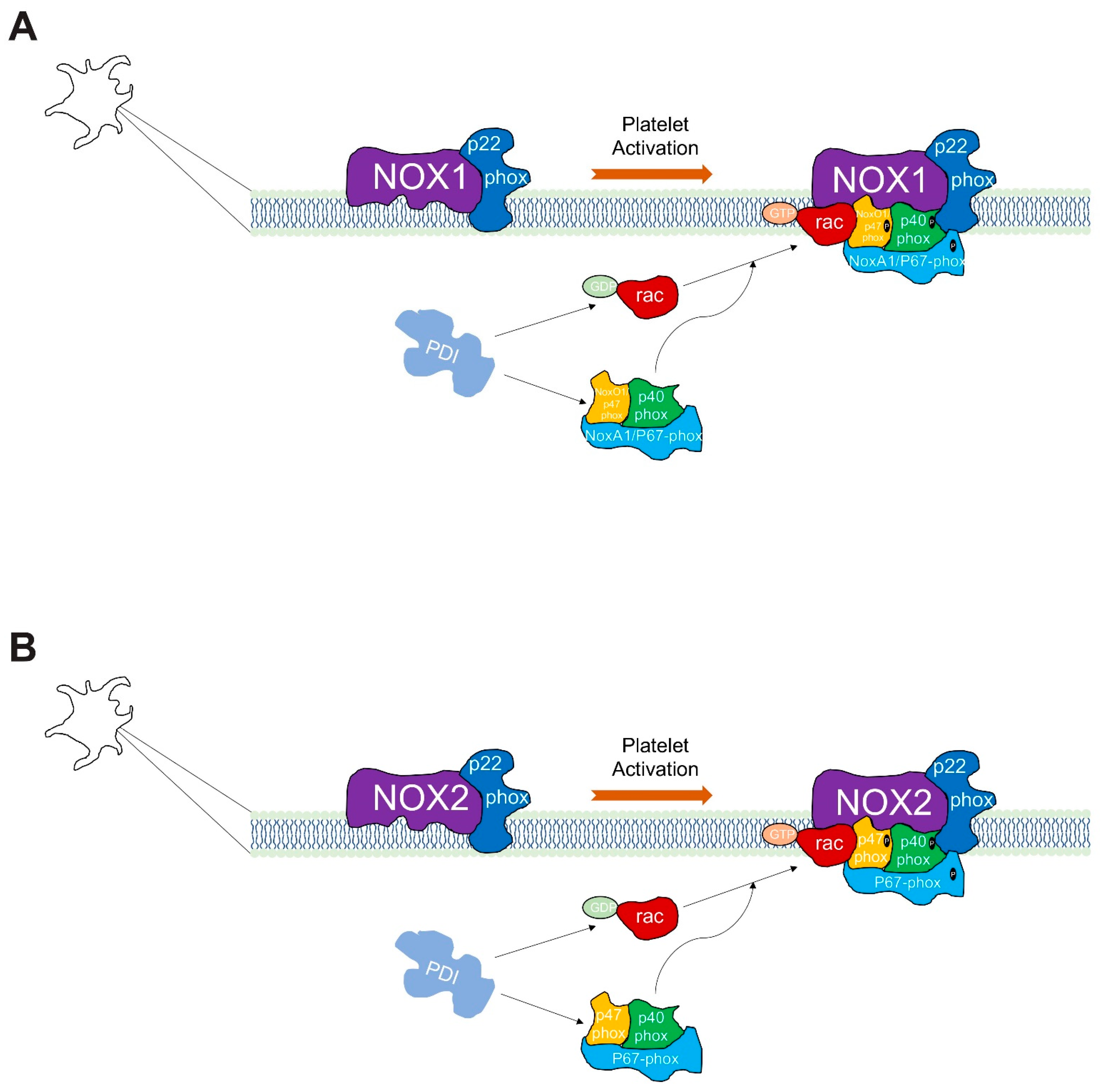 Biomolecules 13 00848 g010