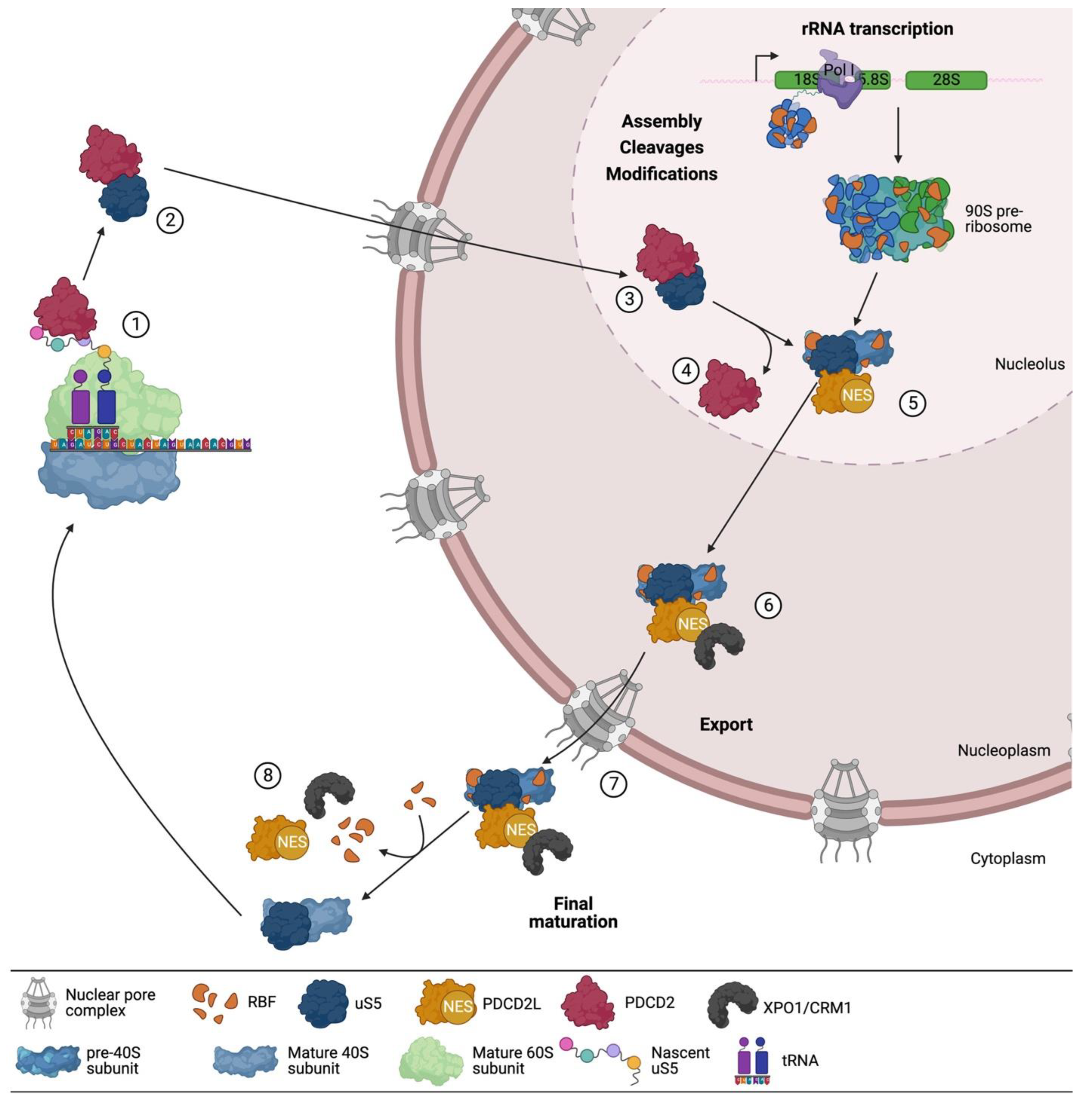 Biomolecules 13 00853 g004 Biomolecules 13 00853 g004
