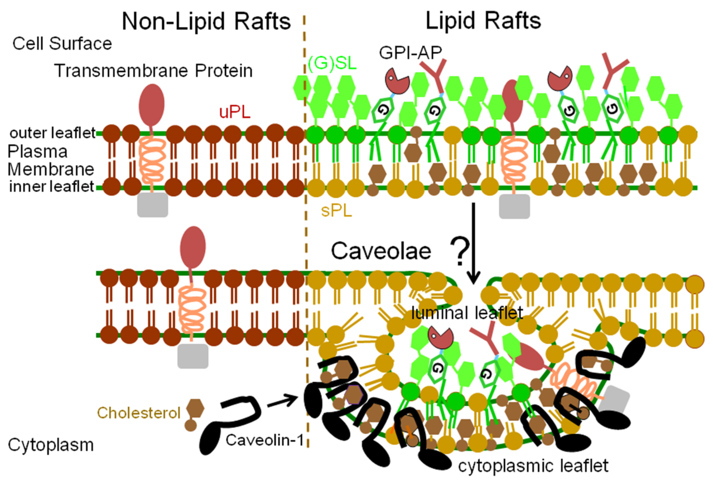 Biomolecules 13 00855 g002