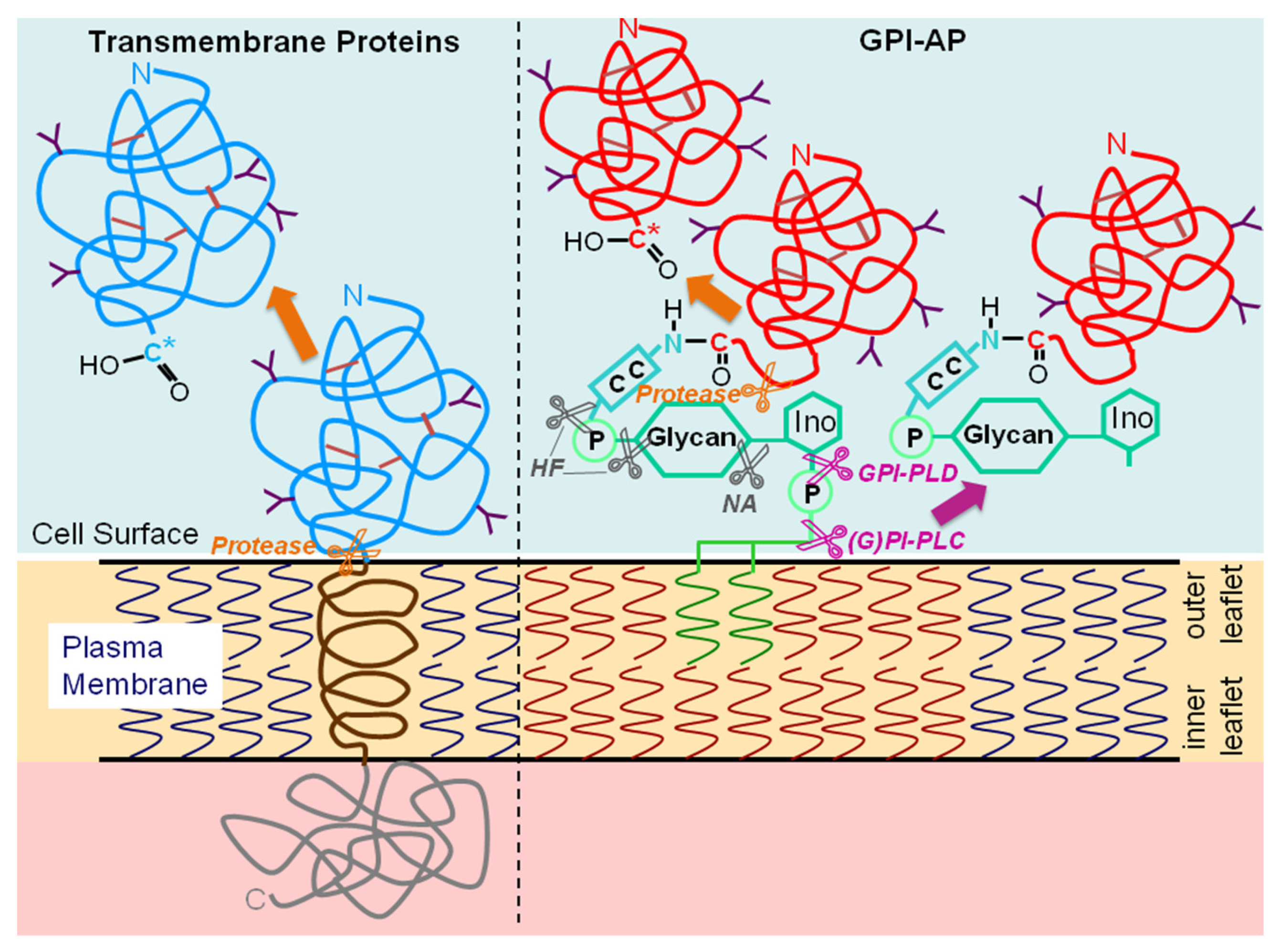 Biomolecules 13 00855 g004