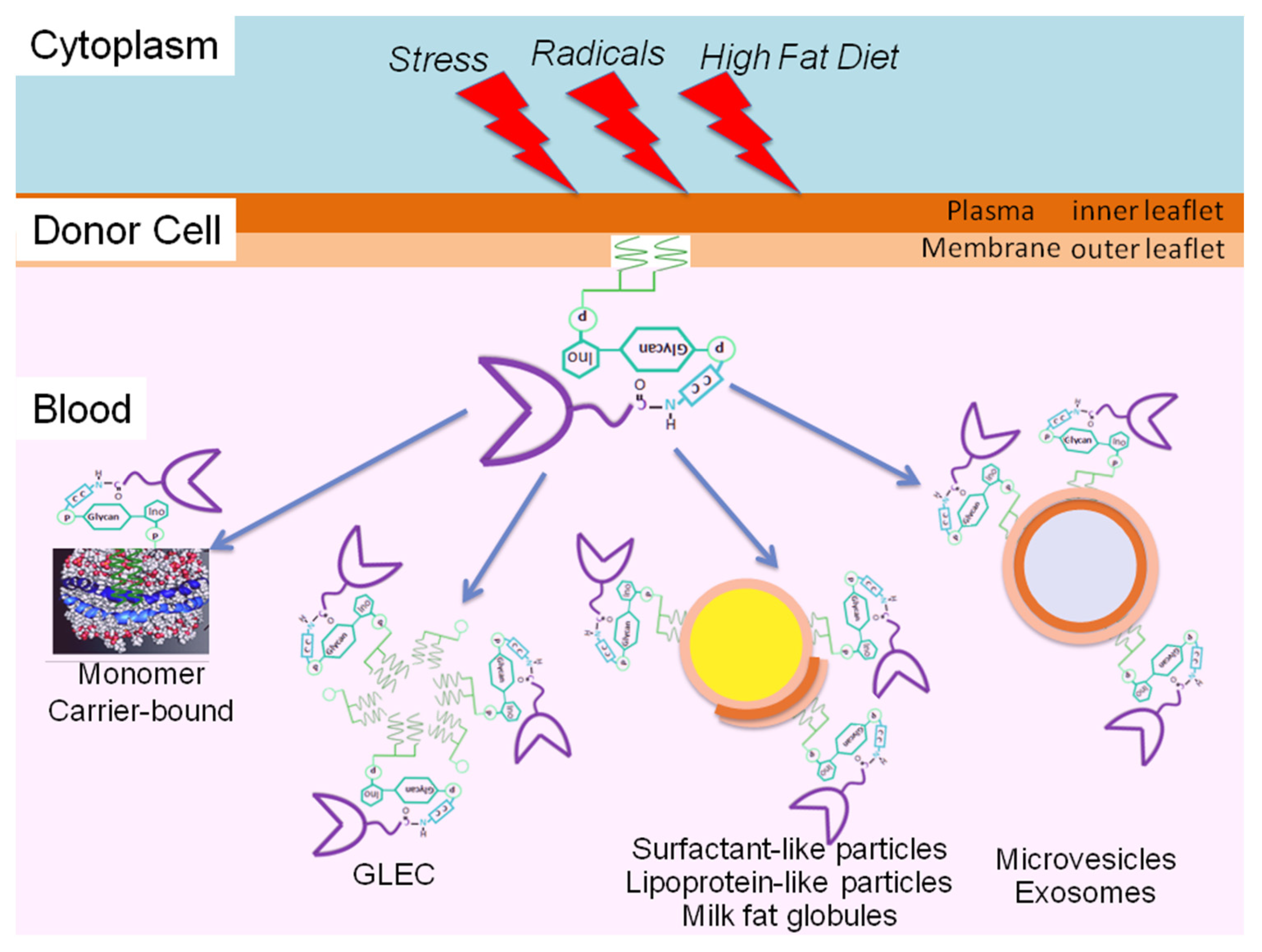 Biomolecules 13 00855 g005