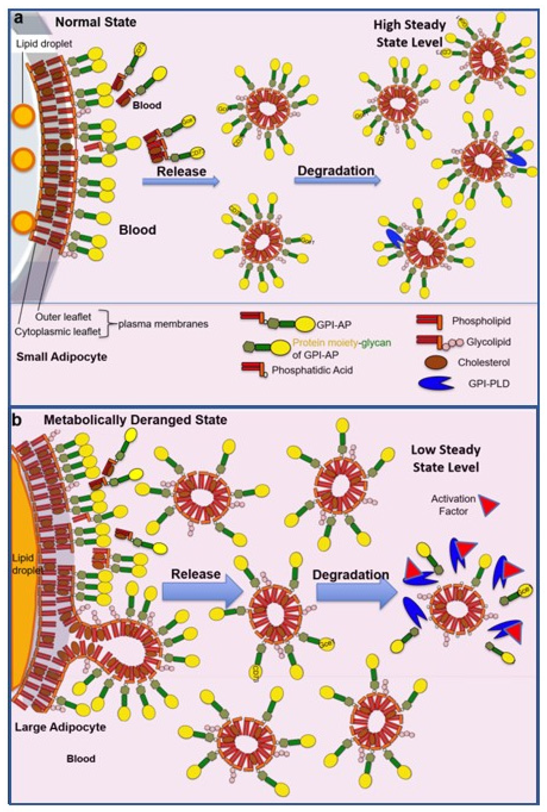Biomolecules 13 00855 g006