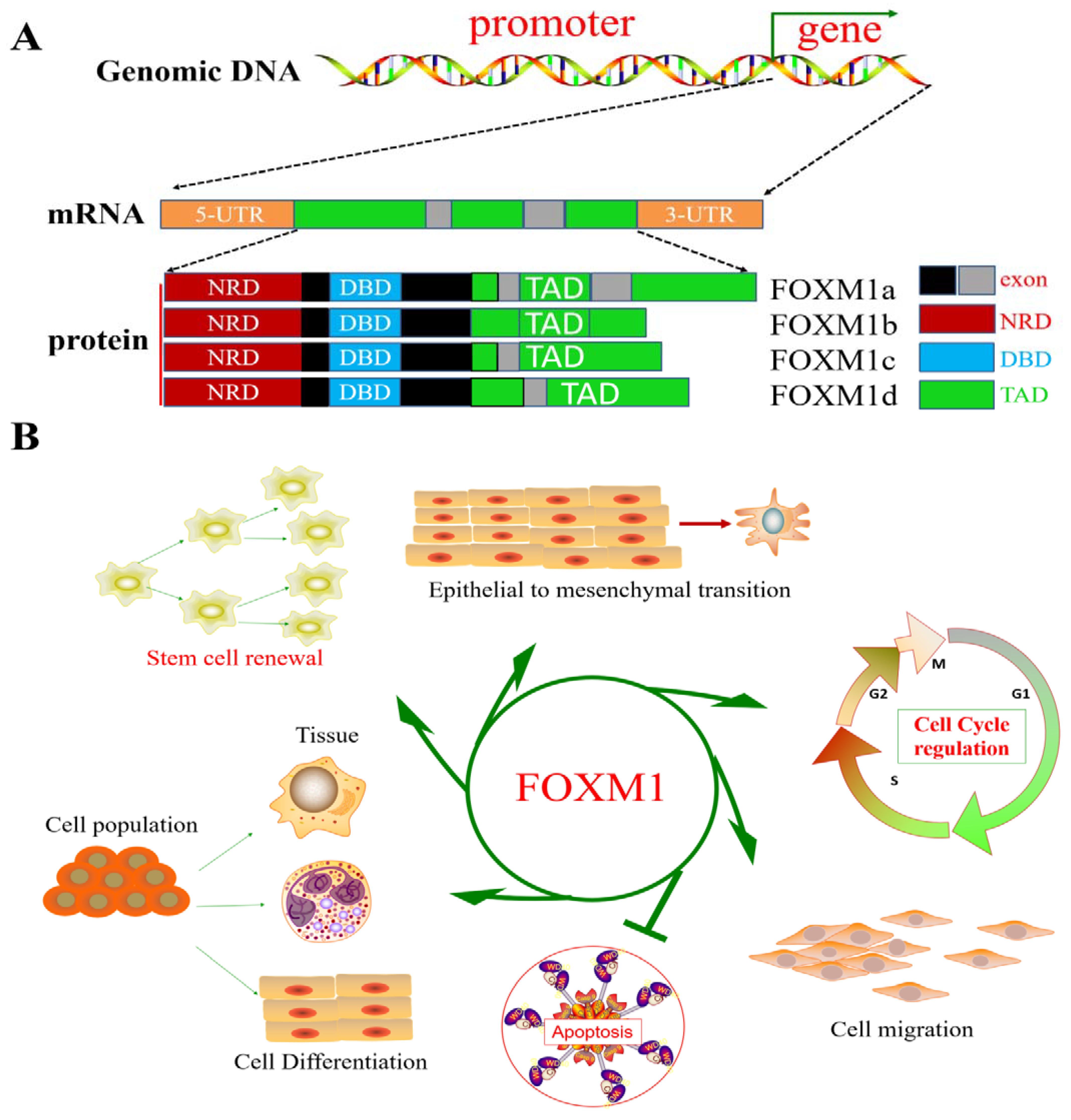Biomolecules 13 00857 g001