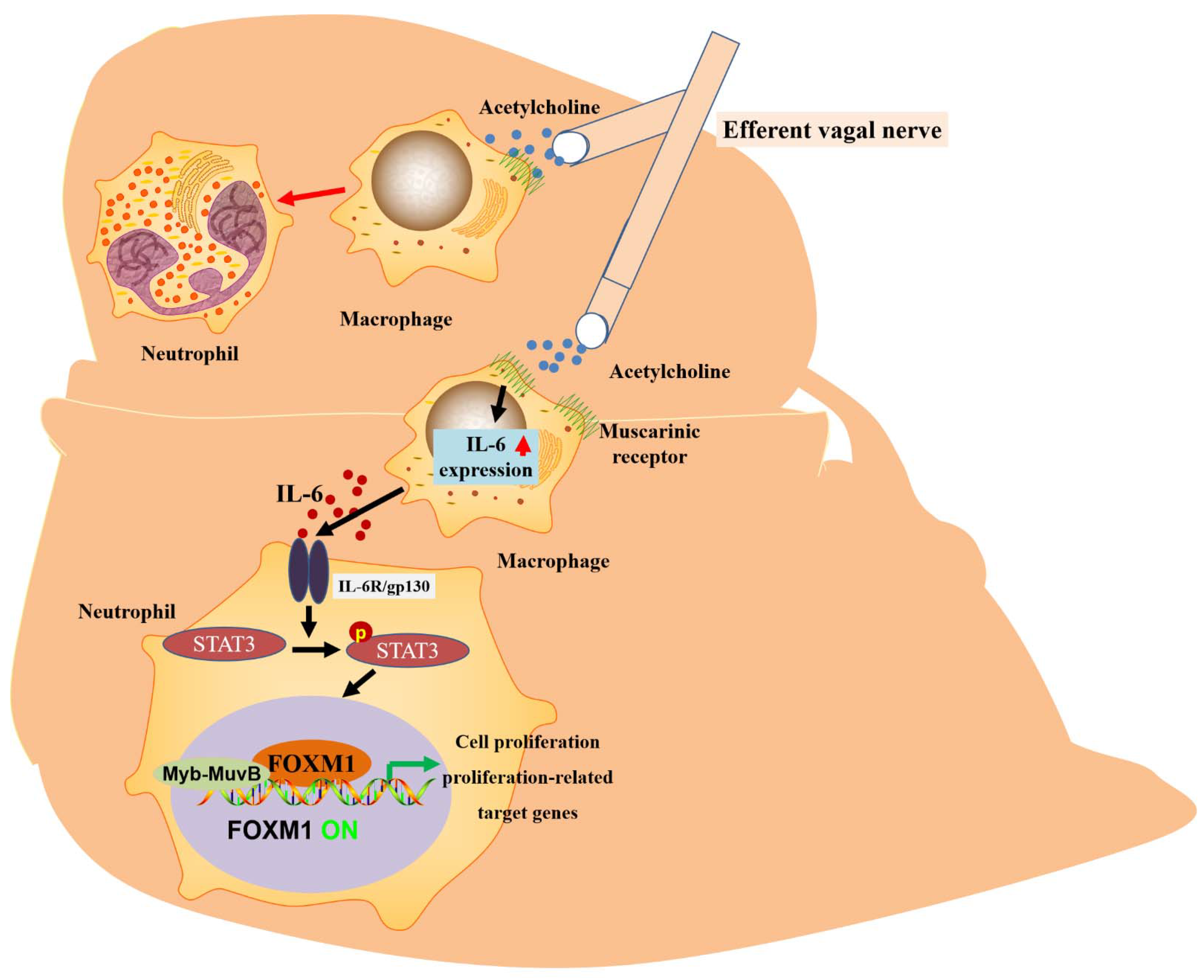Biomolecules 13 00857 g003