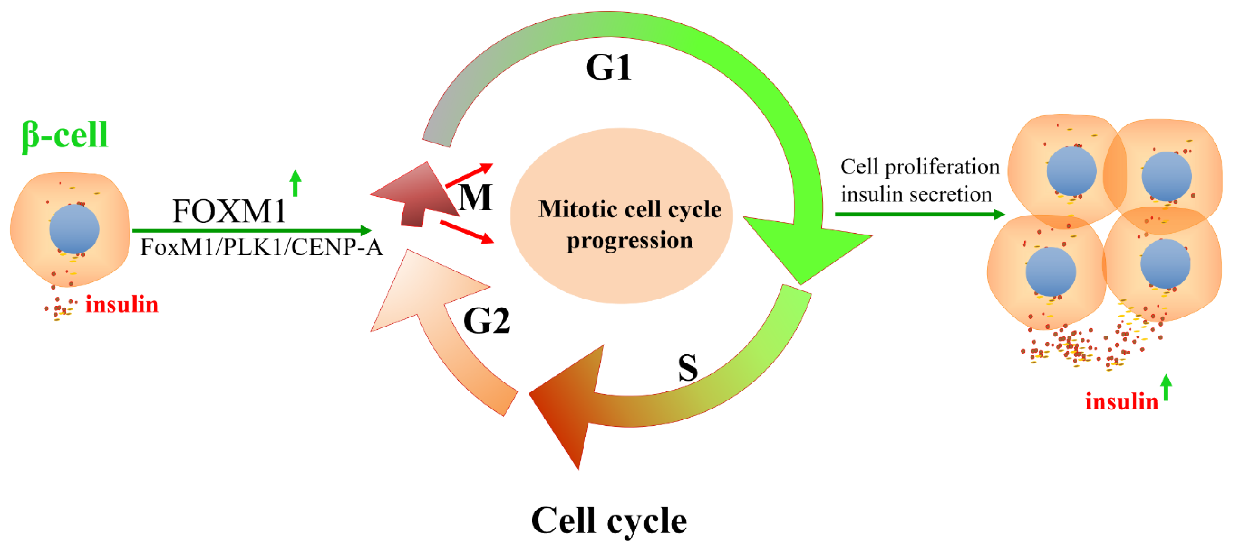 Biomolecules 13 00857 g005