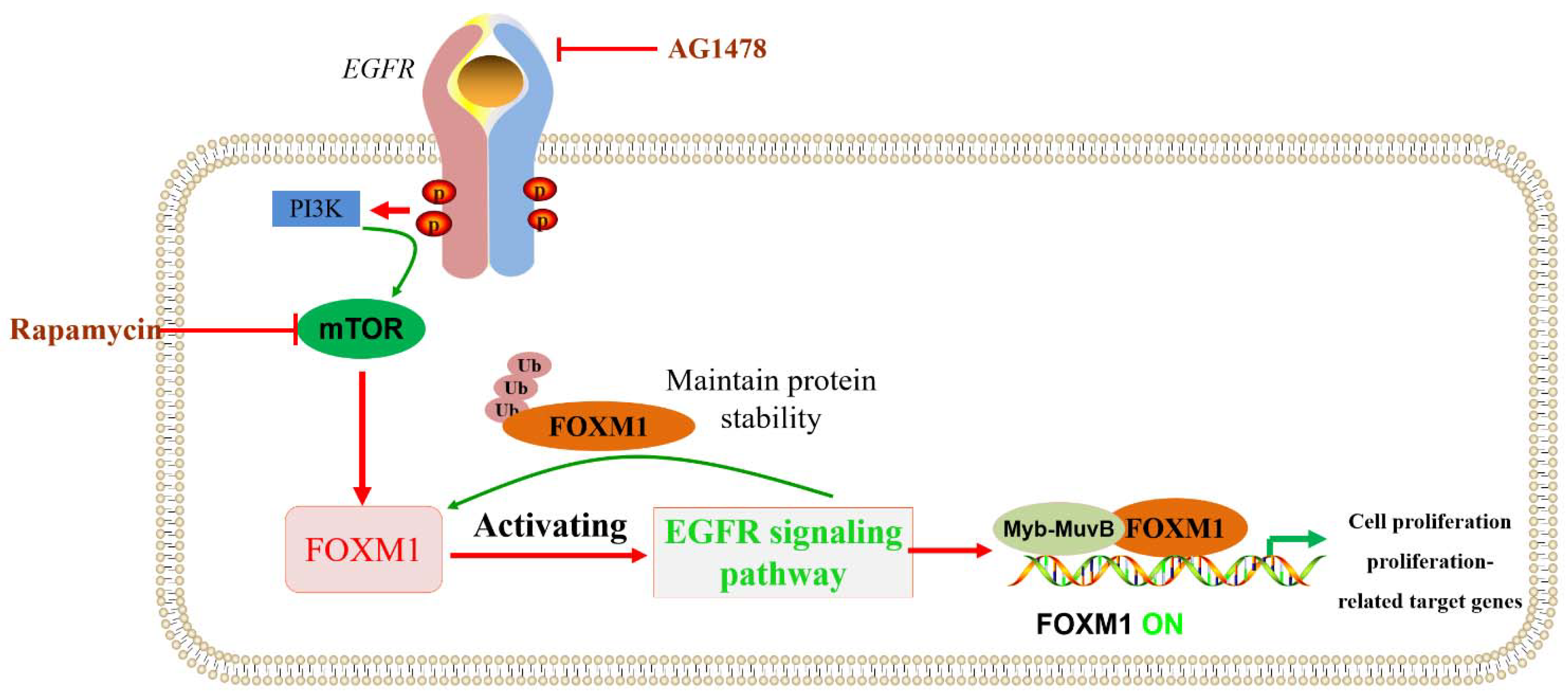 Biomolecules 13 00857 g006