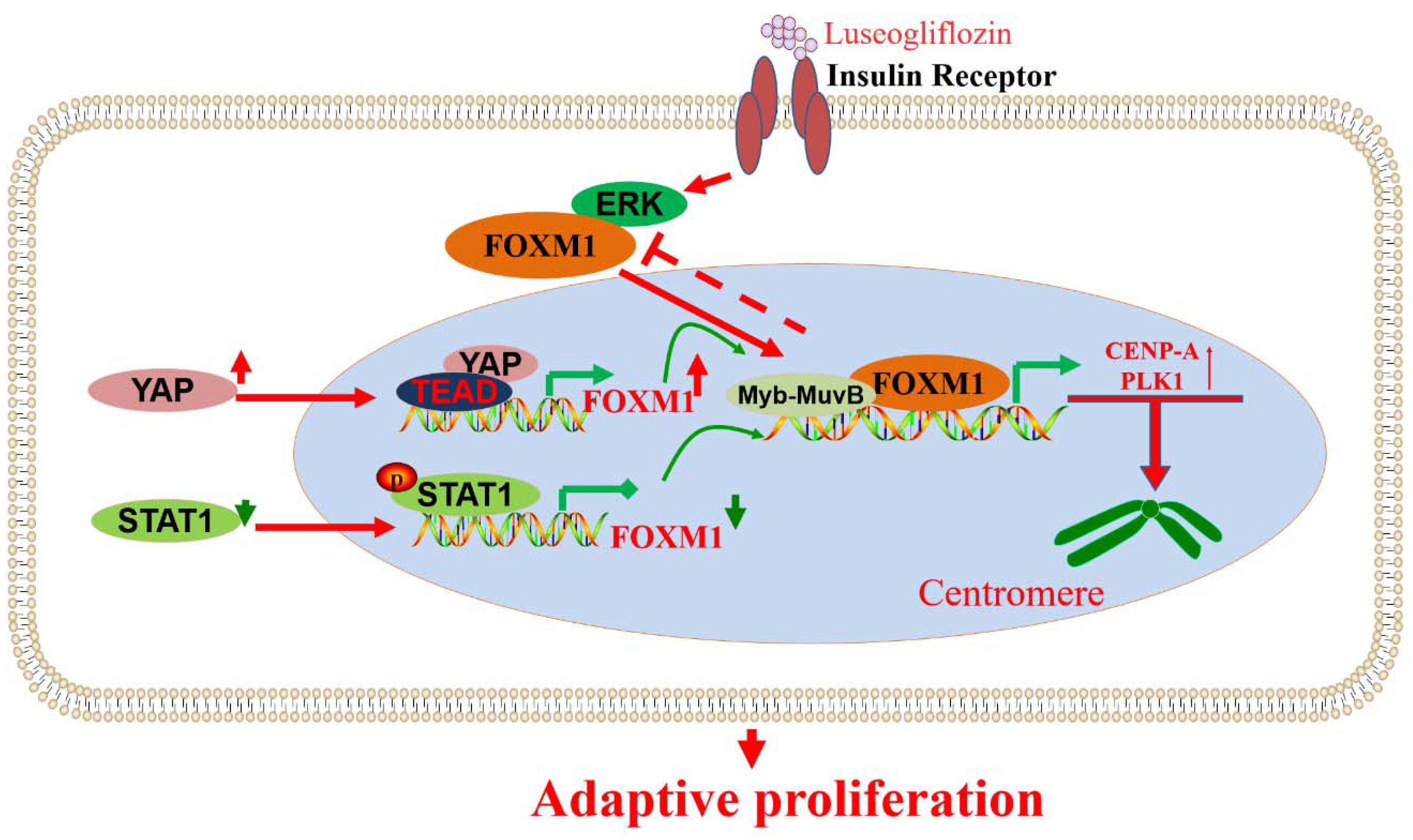 Biomolecules 13 00857 g007