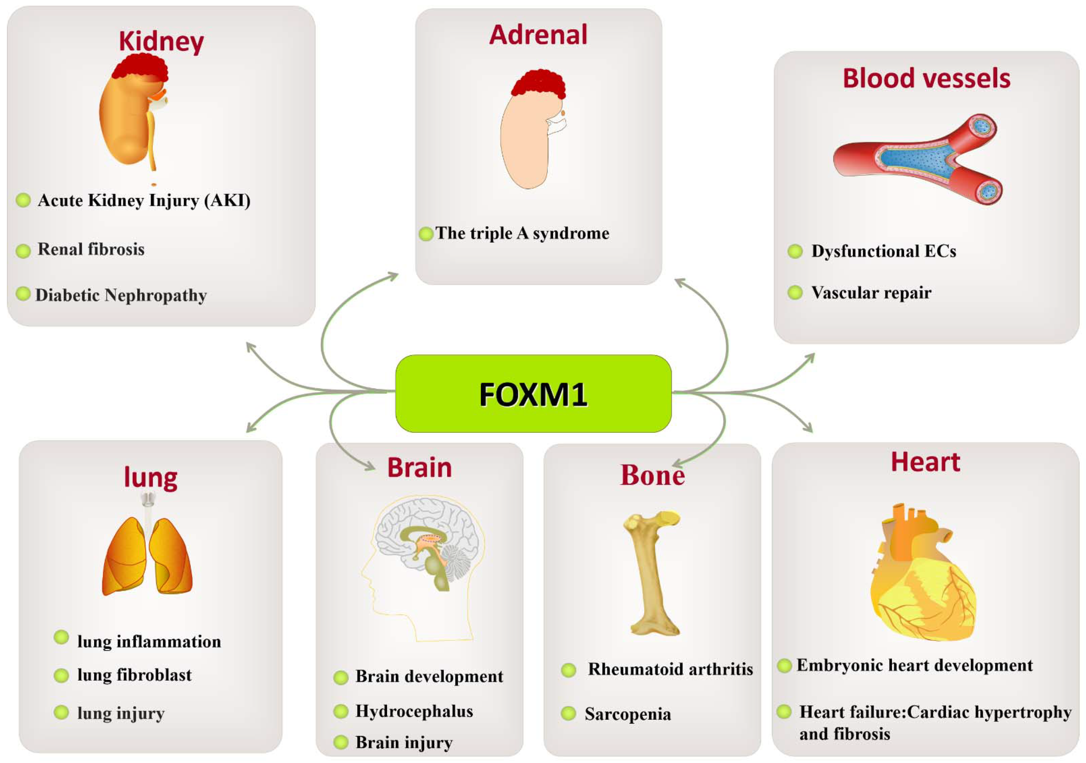 Biomolecules 13 00857 g008