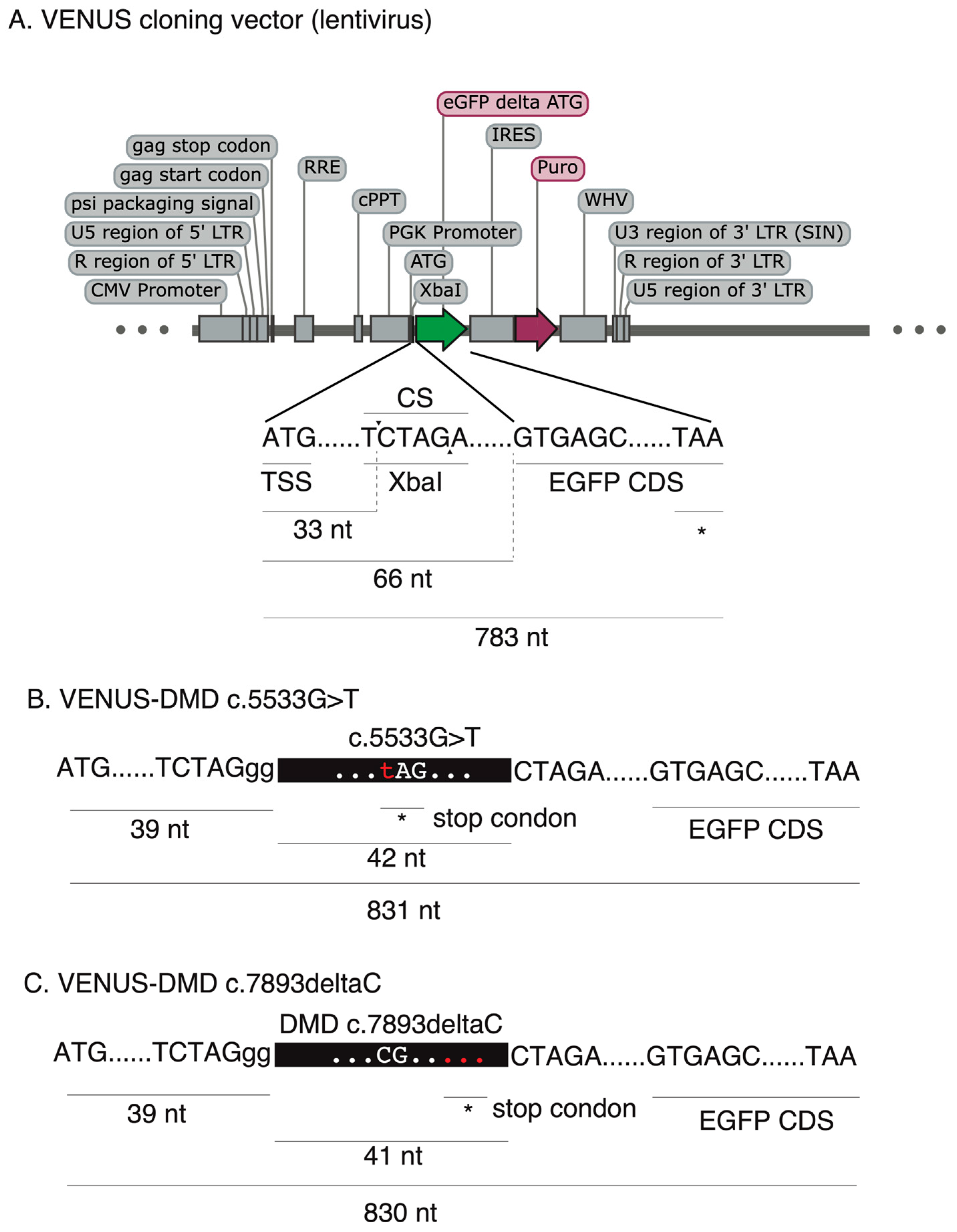 Biomolecules 13 00870 g001