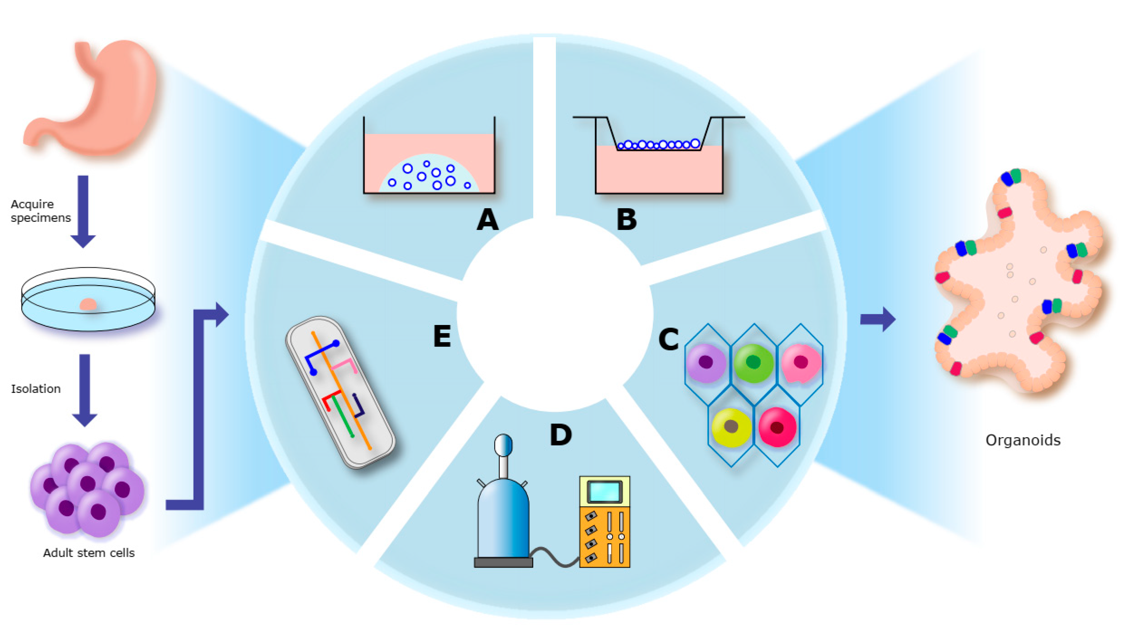 Biomolecules 13 00875 g001