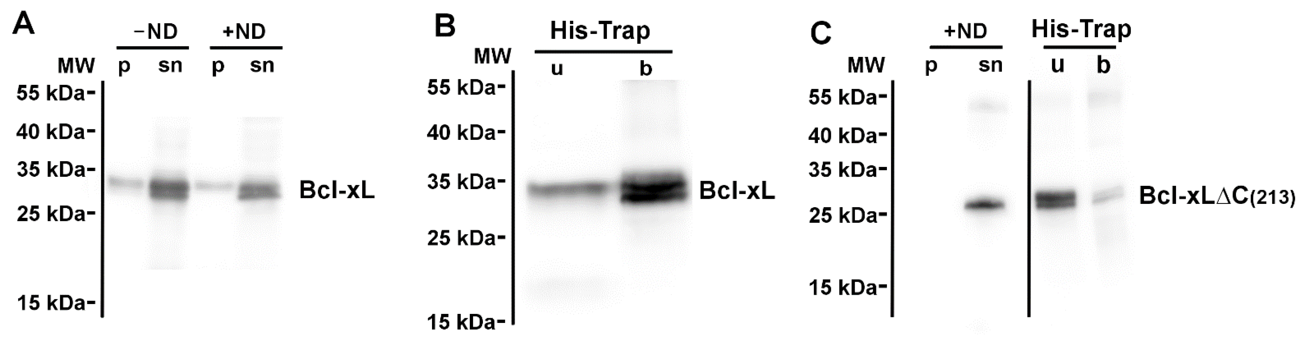 Biomolecules 13 00876 g001