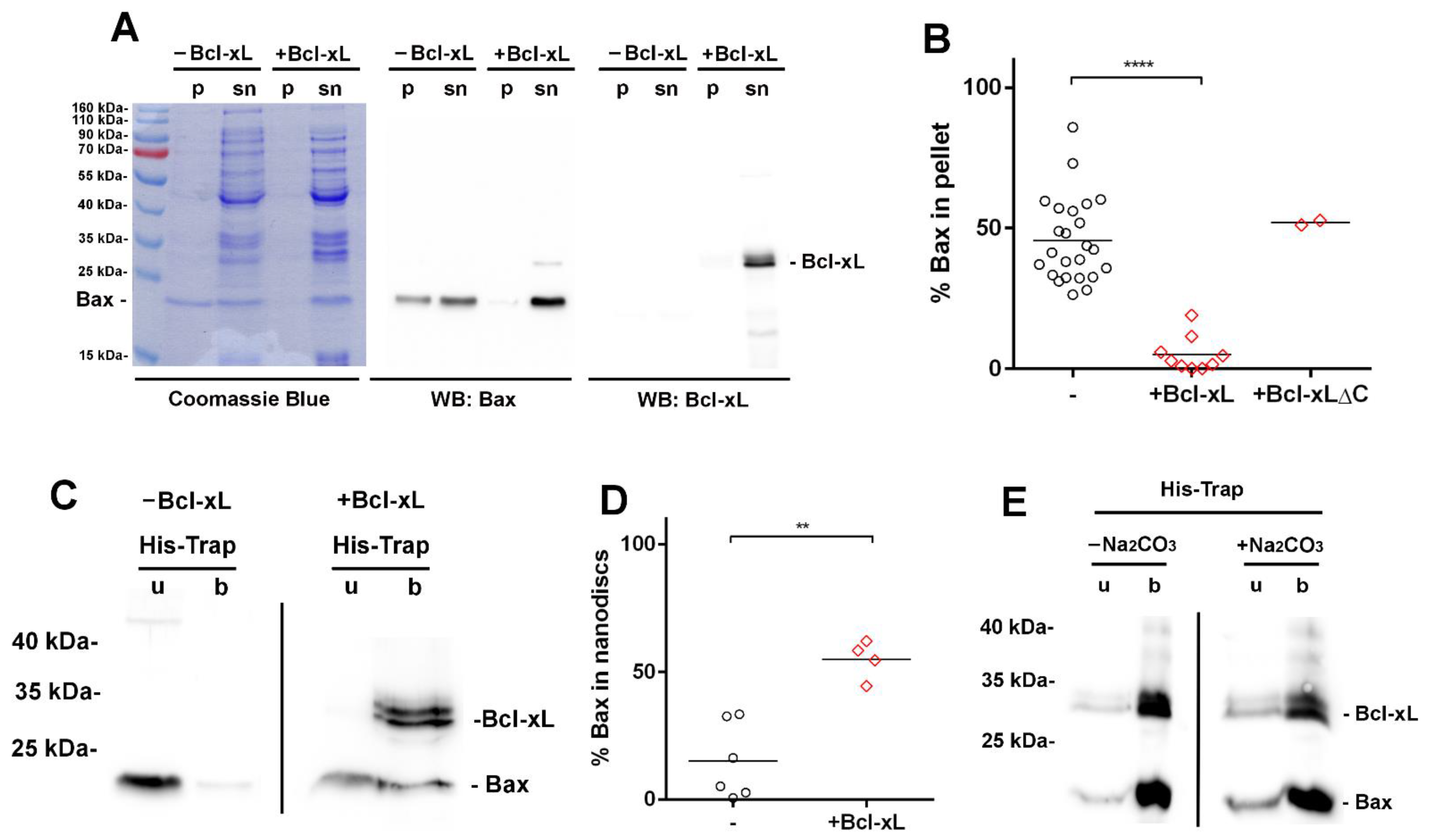 Biomolecules 13 00876 g004