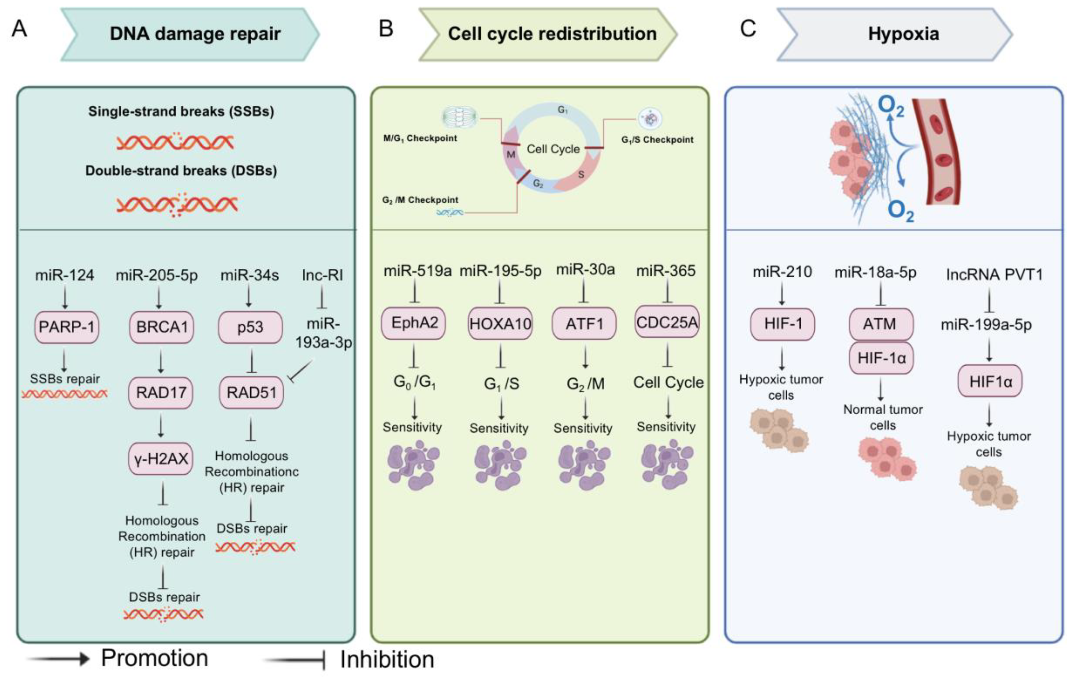 Biomolecules 13 00877 g004