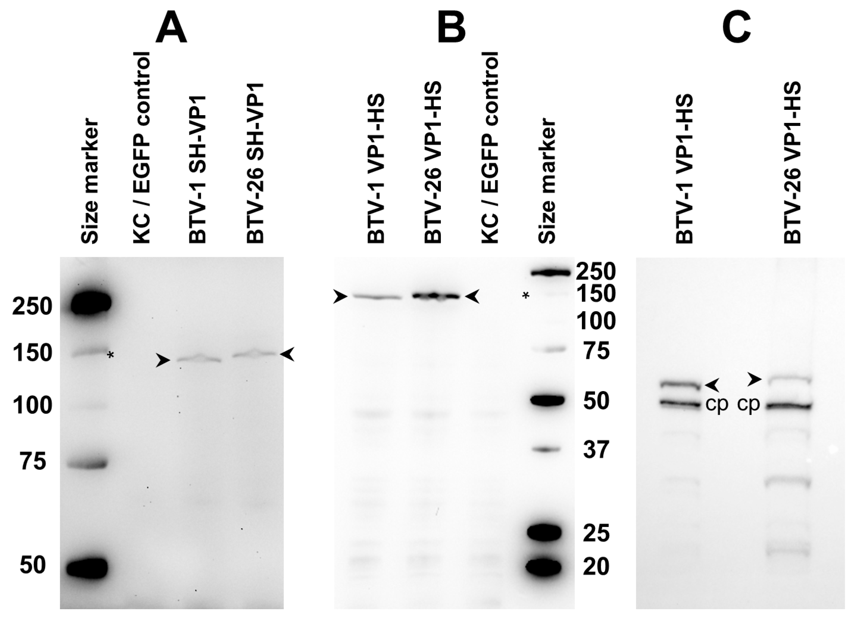 Biomolecules 13 00878 g006