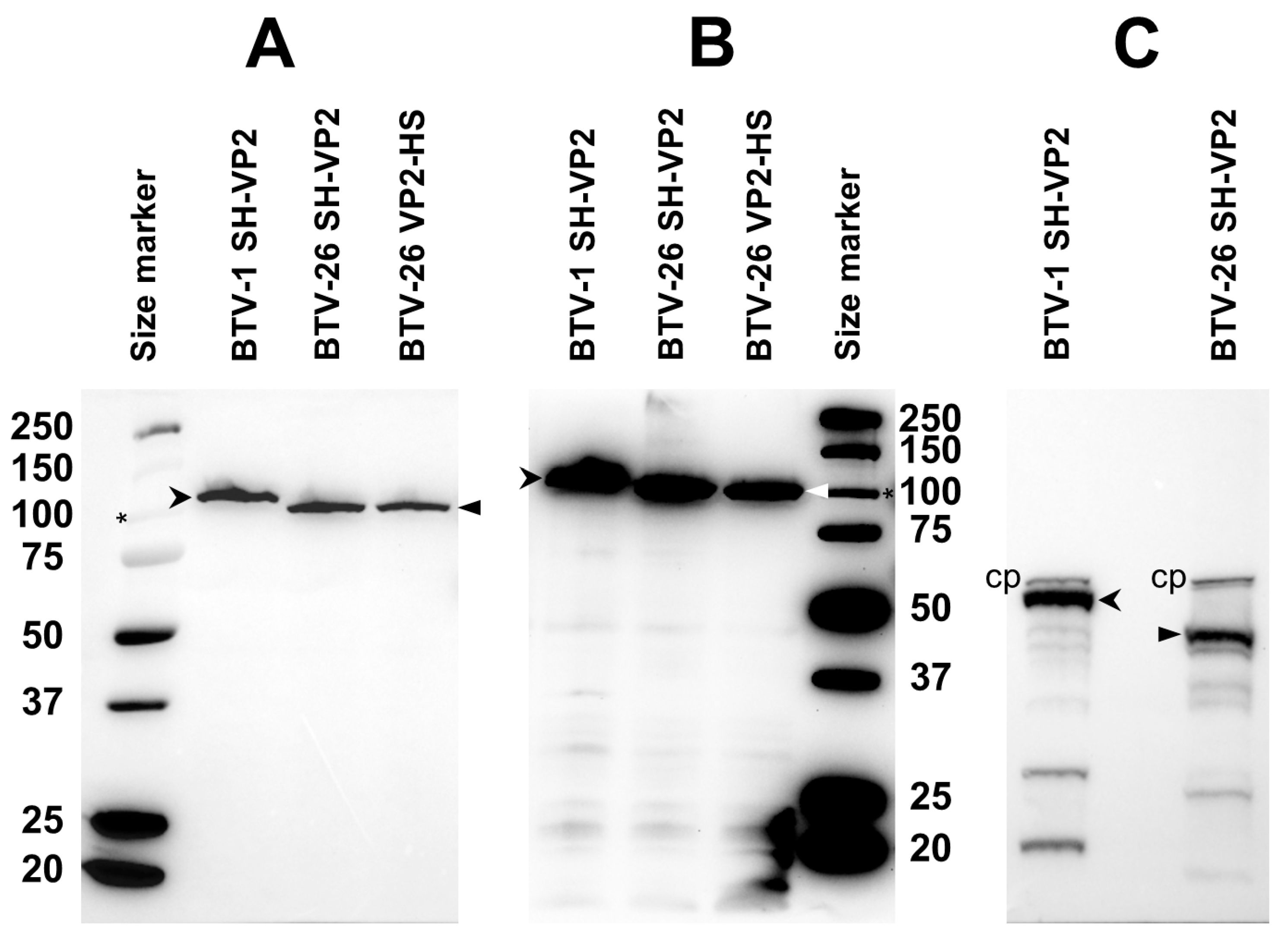 Biomolecules 13 00878 g008