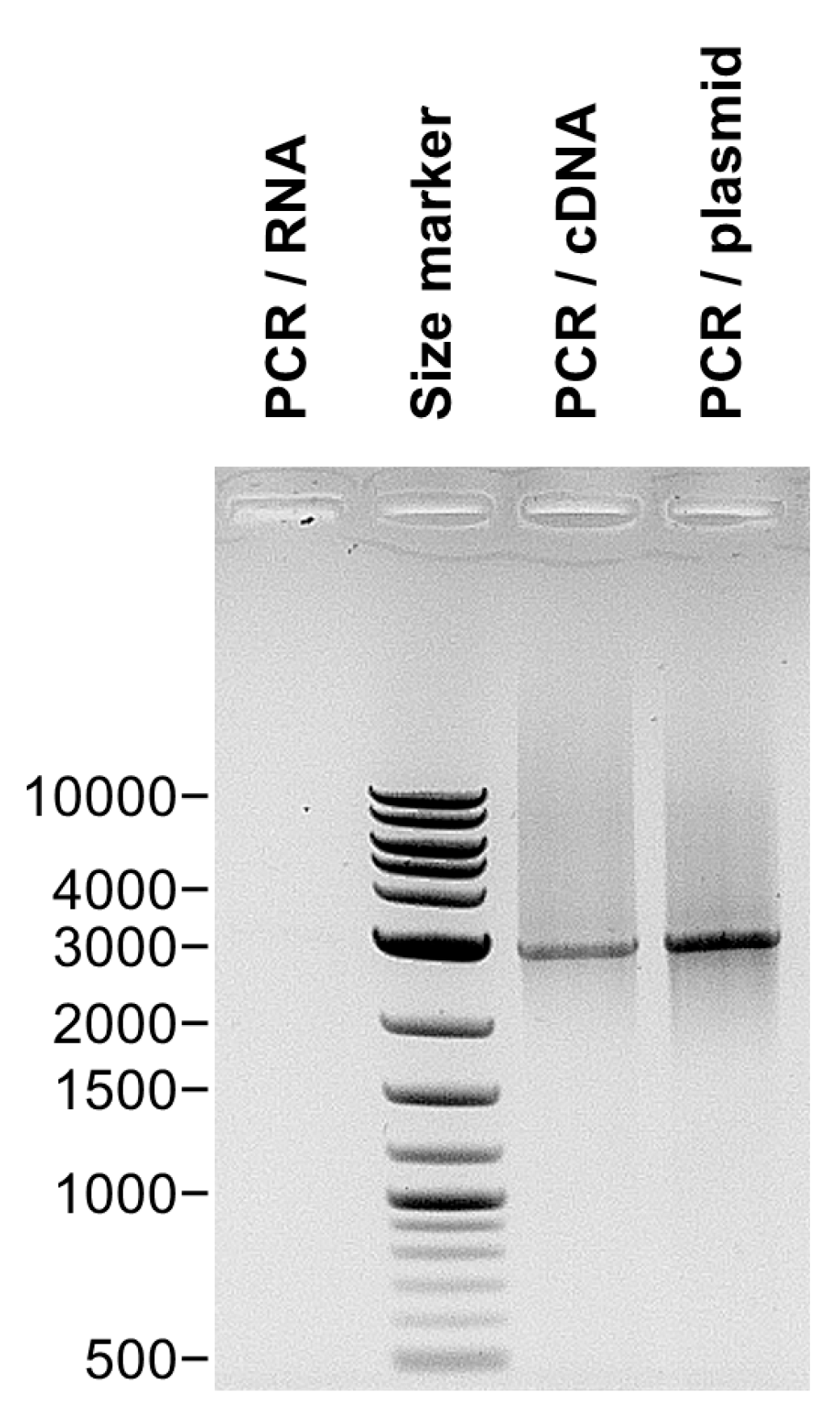 Biomolecules 13 00878 g009