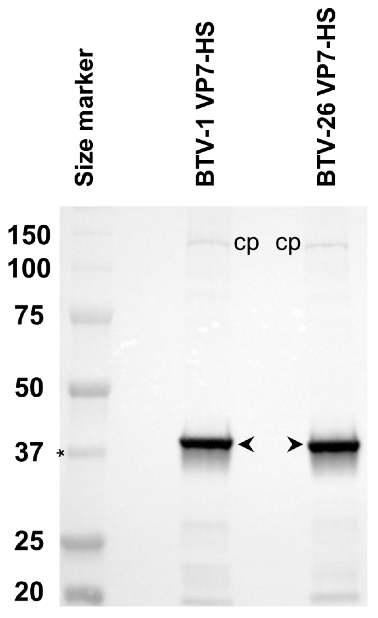 Biomolecules 13 00878 g013